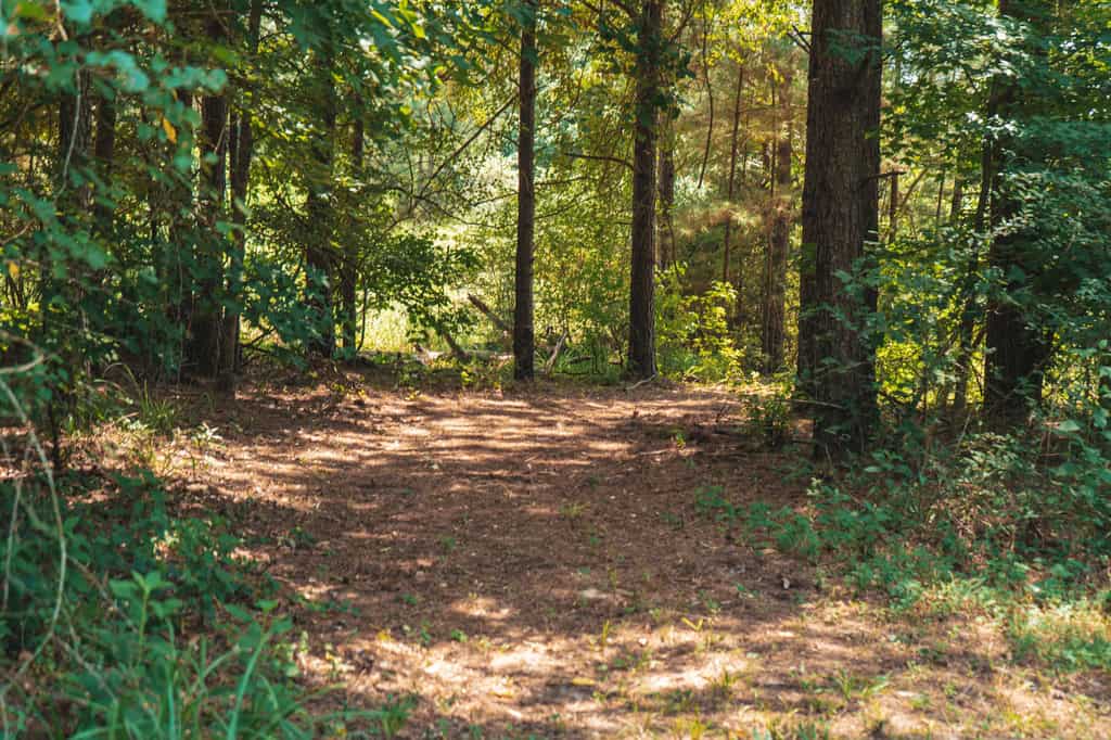 Downsville 135 – Union Parish Timberland for Sale