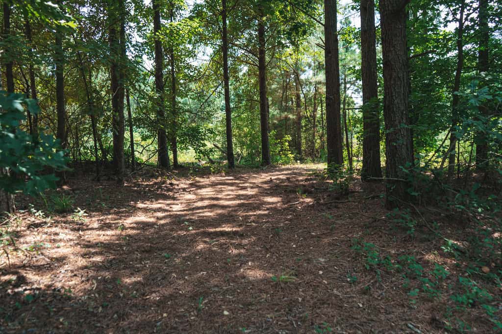 Downsville 135 – Union Parish Timberland for Sale