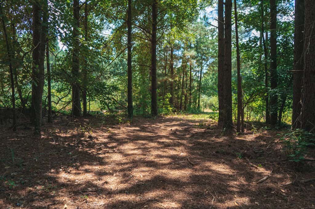 Downsville 135 – Union Parish Timberland for Sale