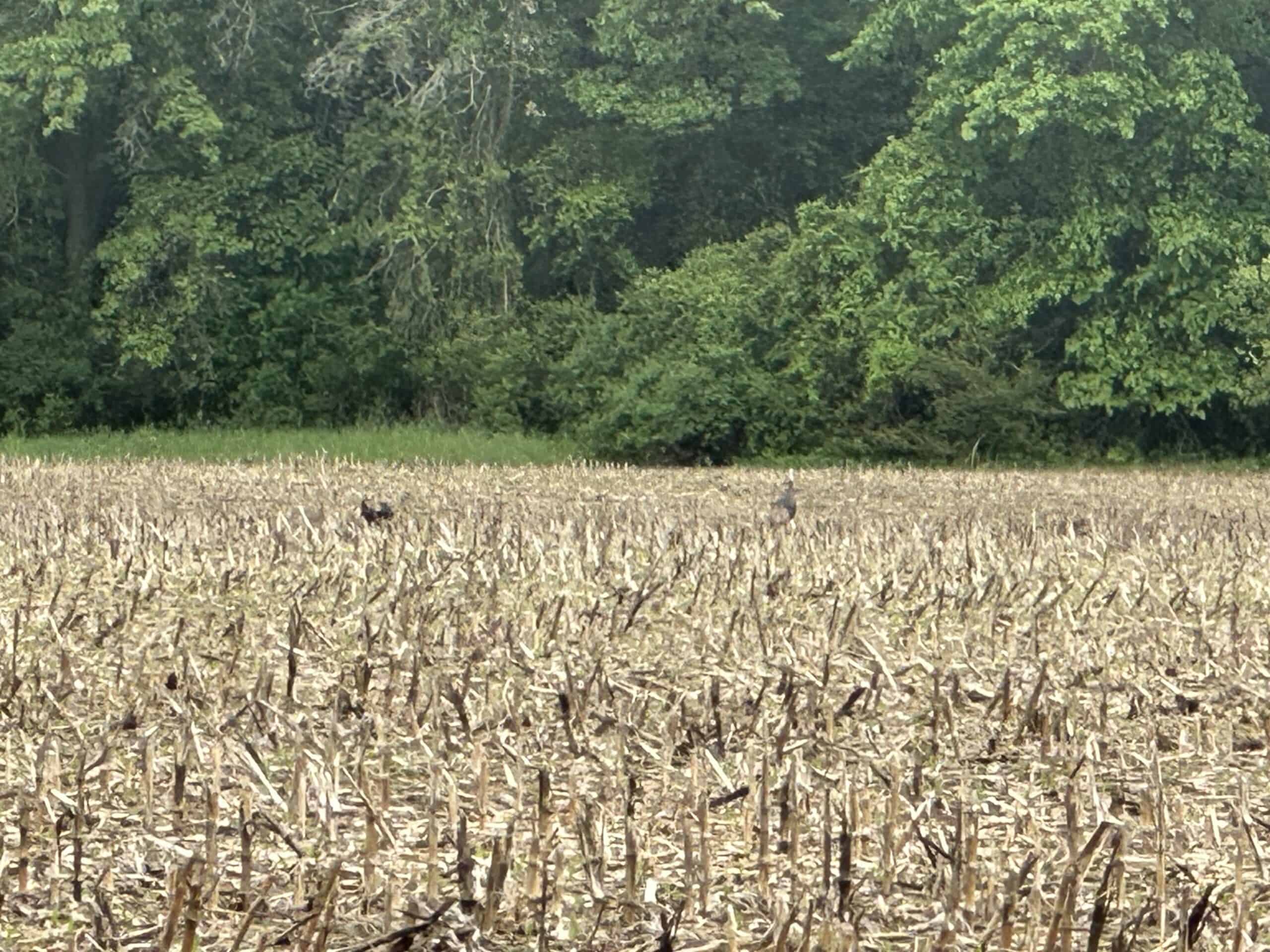 70+/- Acres Located in Waushara County