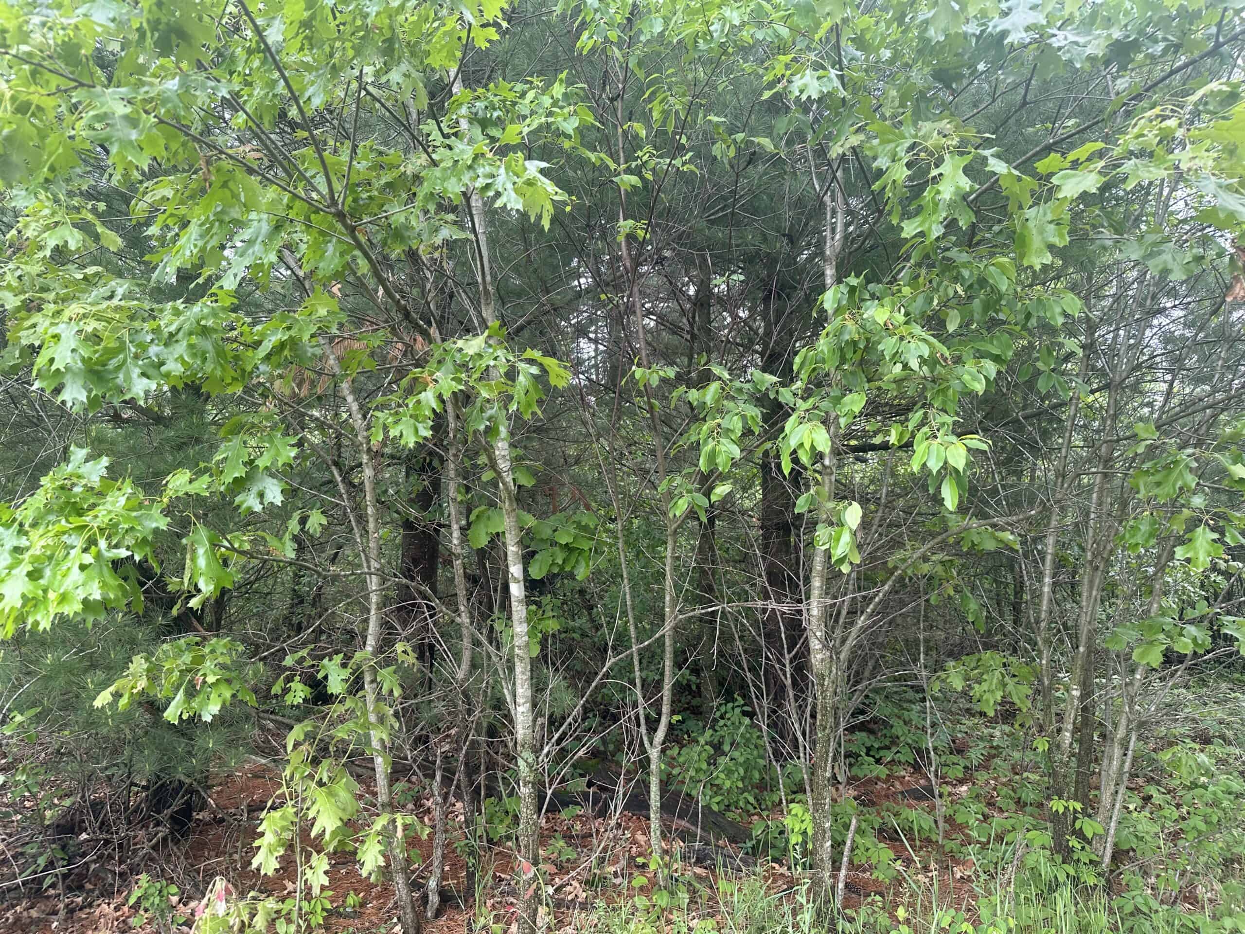 52 +/- Acres Located in Waushara County