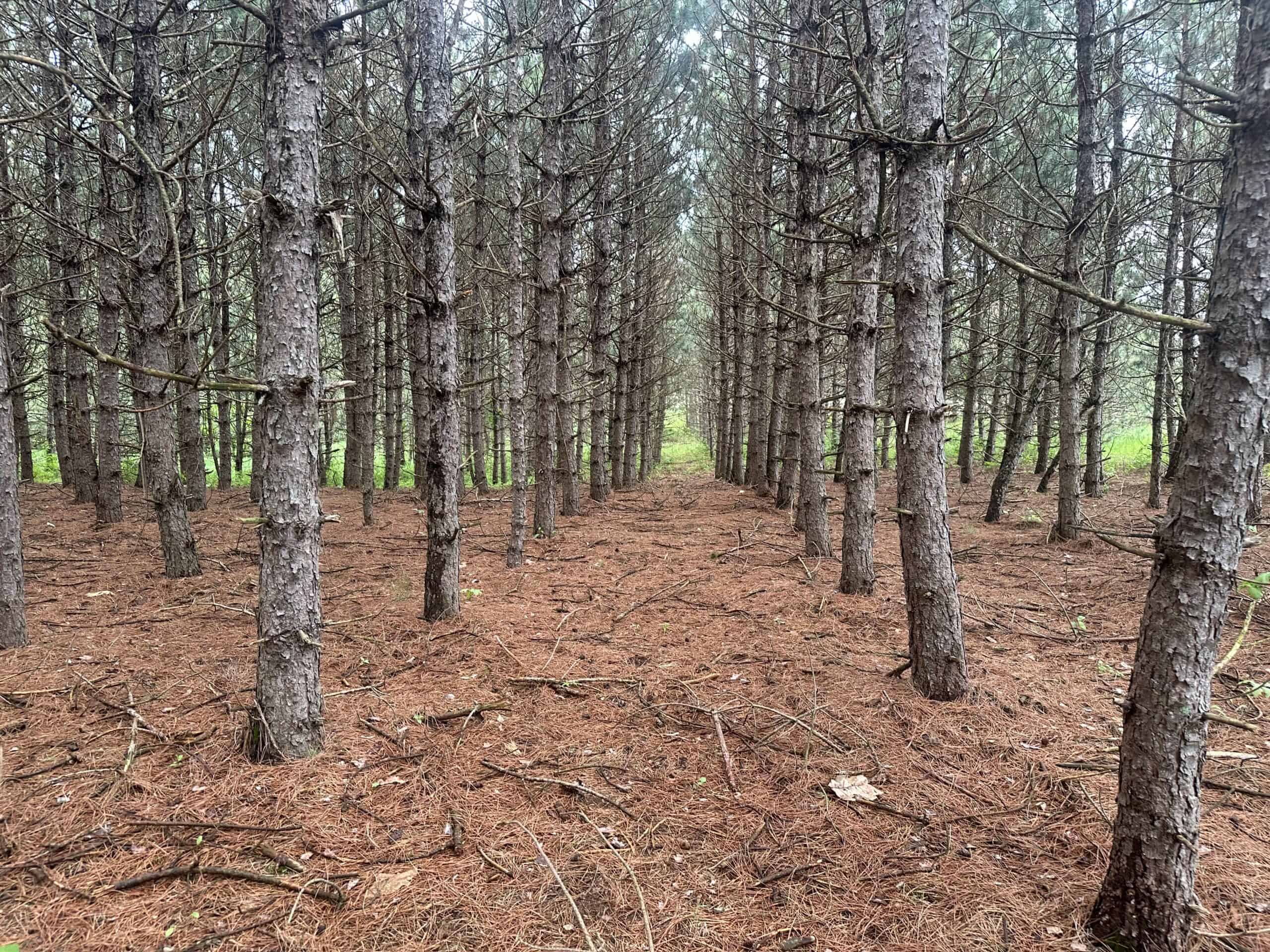 52 +/- Acres Located in Waushara County