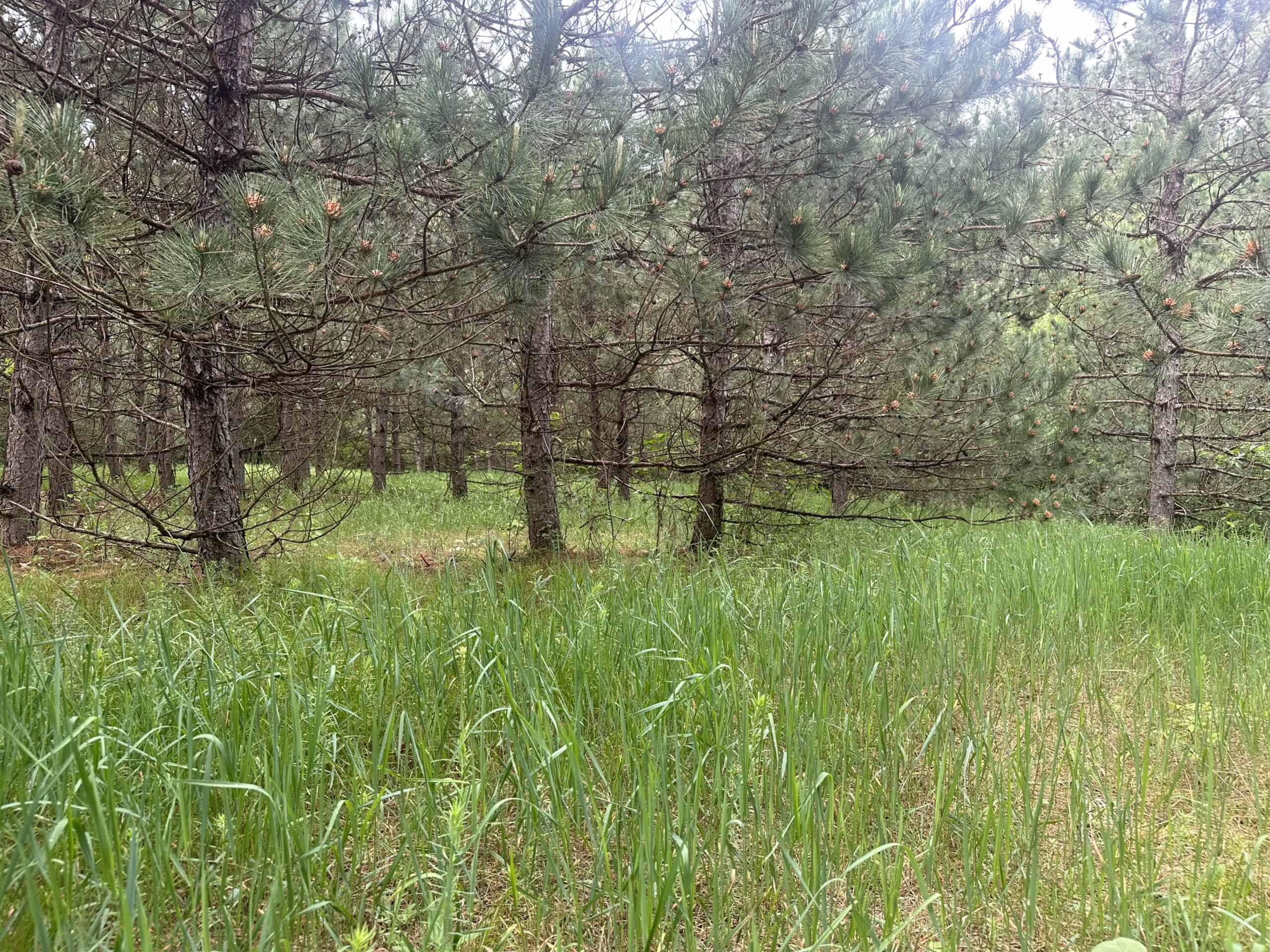 52 +/- Acres Located in Waushara County