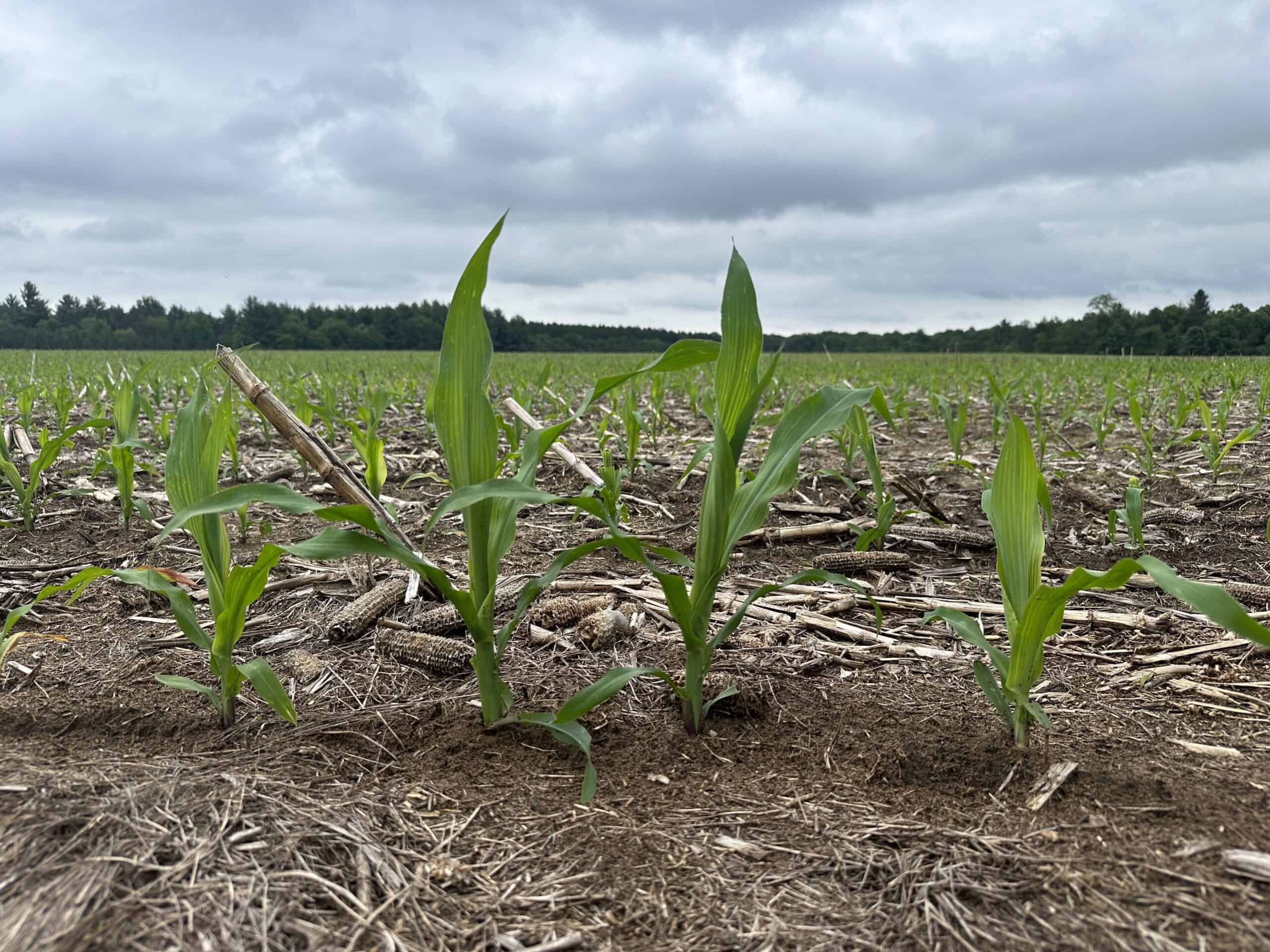 70+/- Acres Located in Waushara County