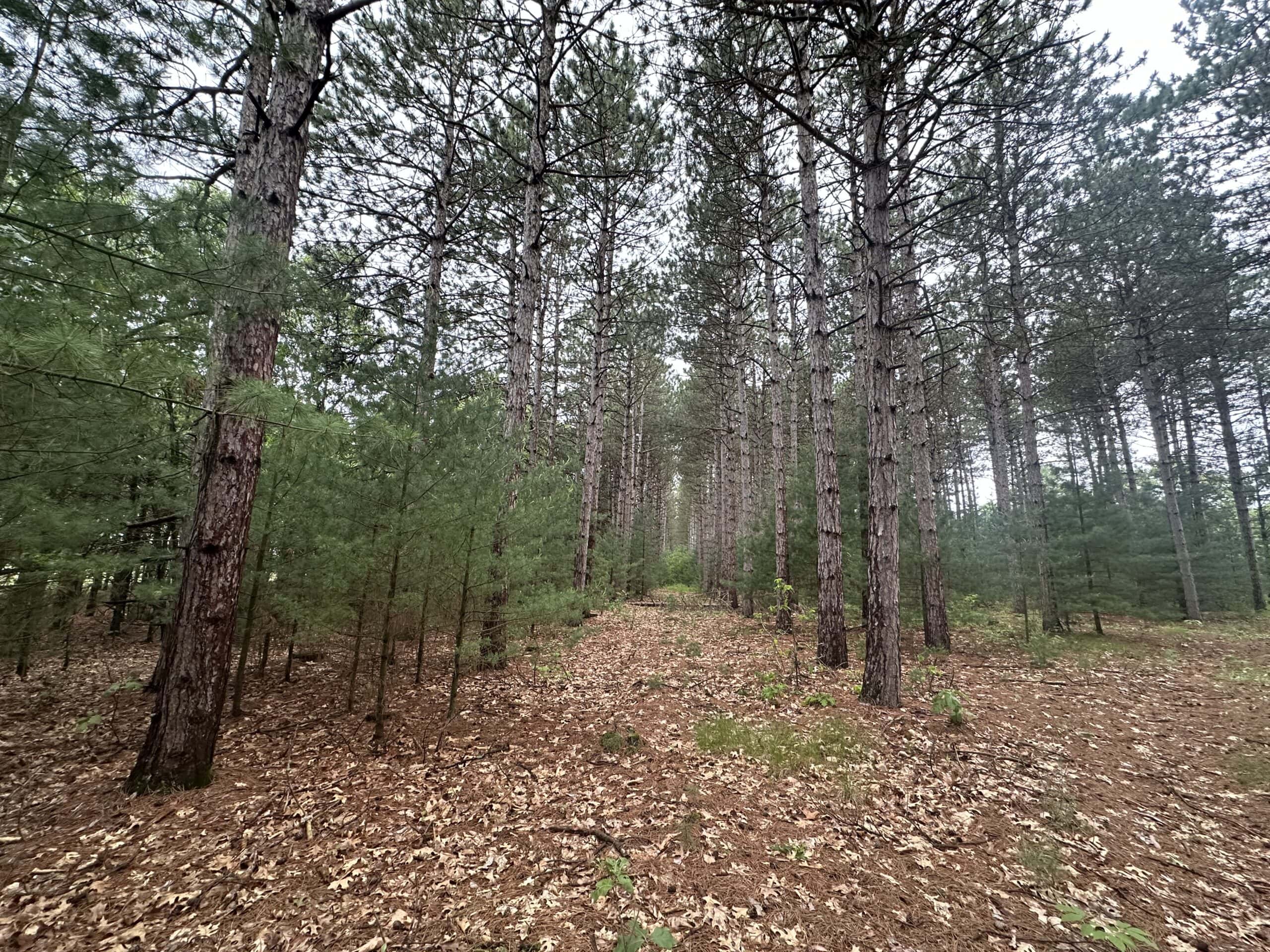 52 +/- Acres Located in Waushara County