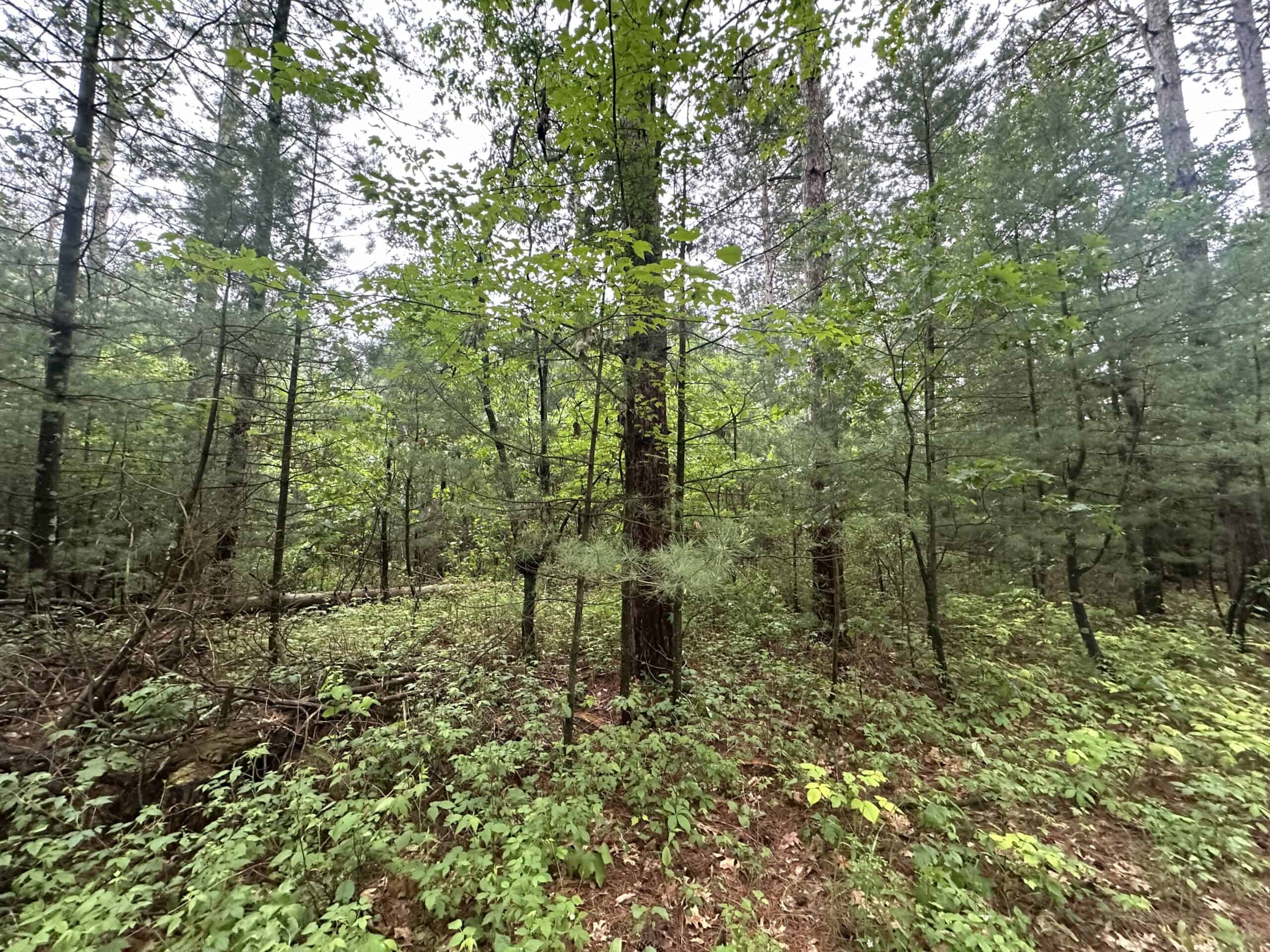 52 +/- Acres Located in Waushara County