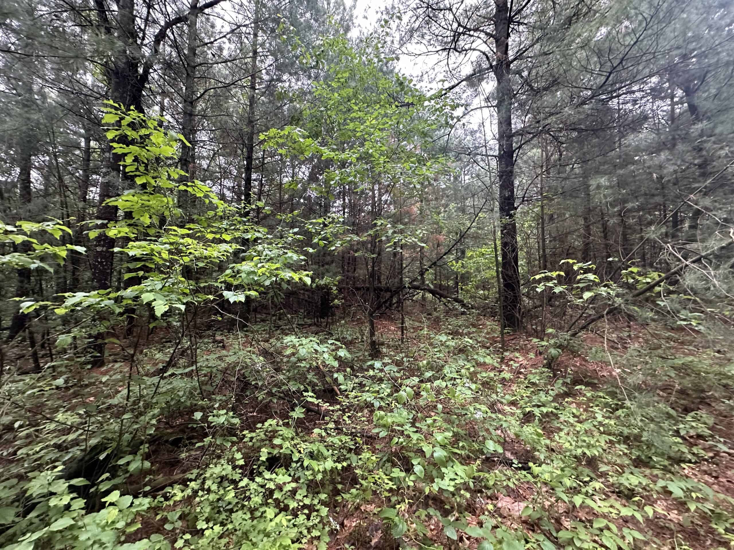 52 +/- Acres Located in Waushara County