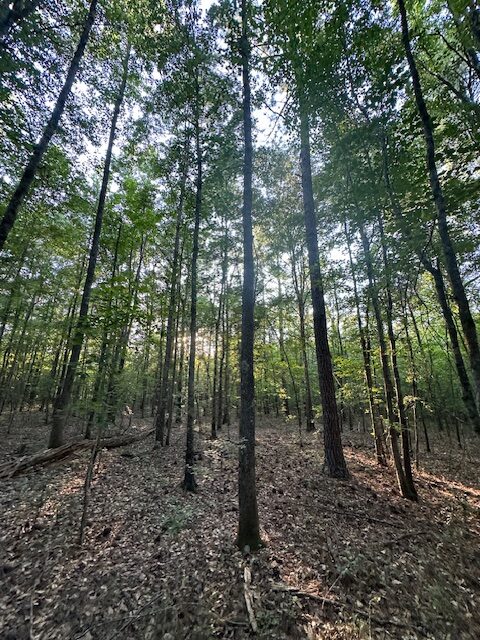 The Gillom Tract
