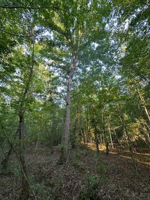 The Gillom Tract