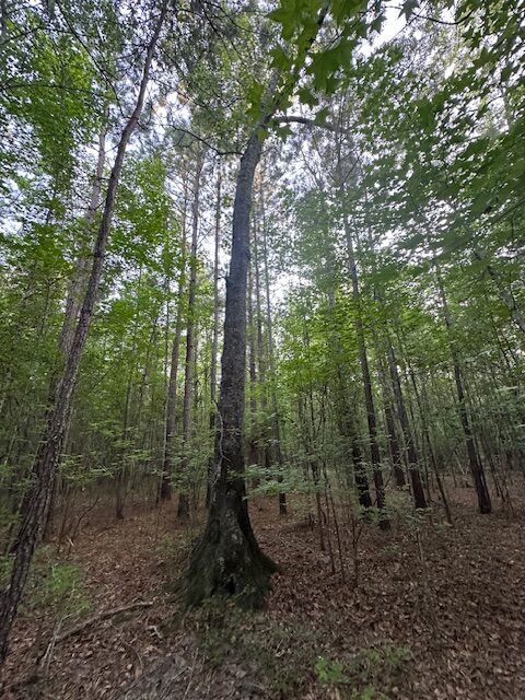 The Gillom Tract