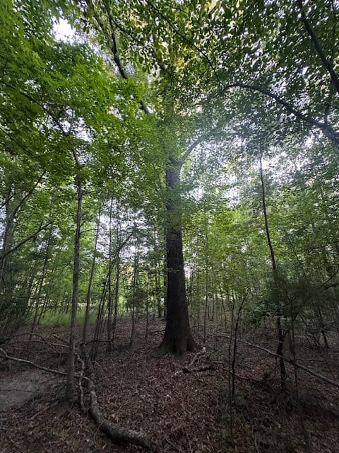 The Gillom Tract