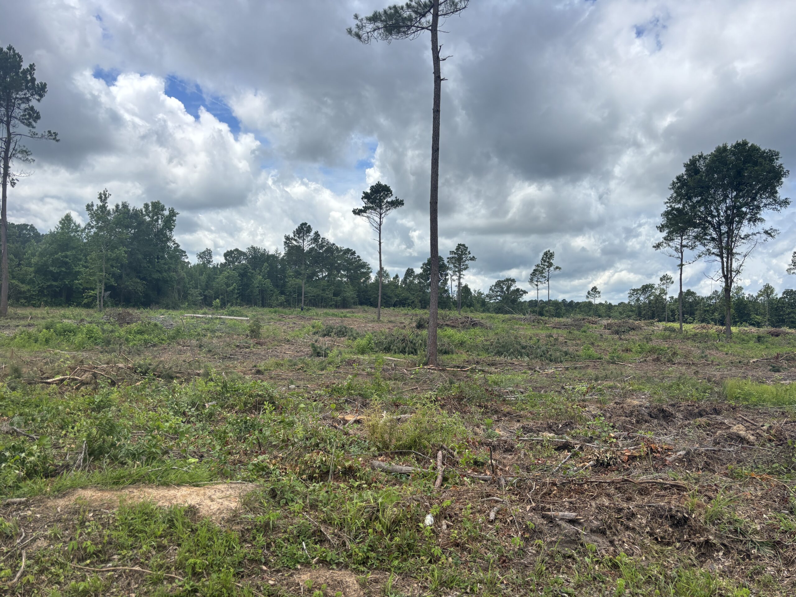 ±31.2 Acres Of East Texas Timberland/Homesite