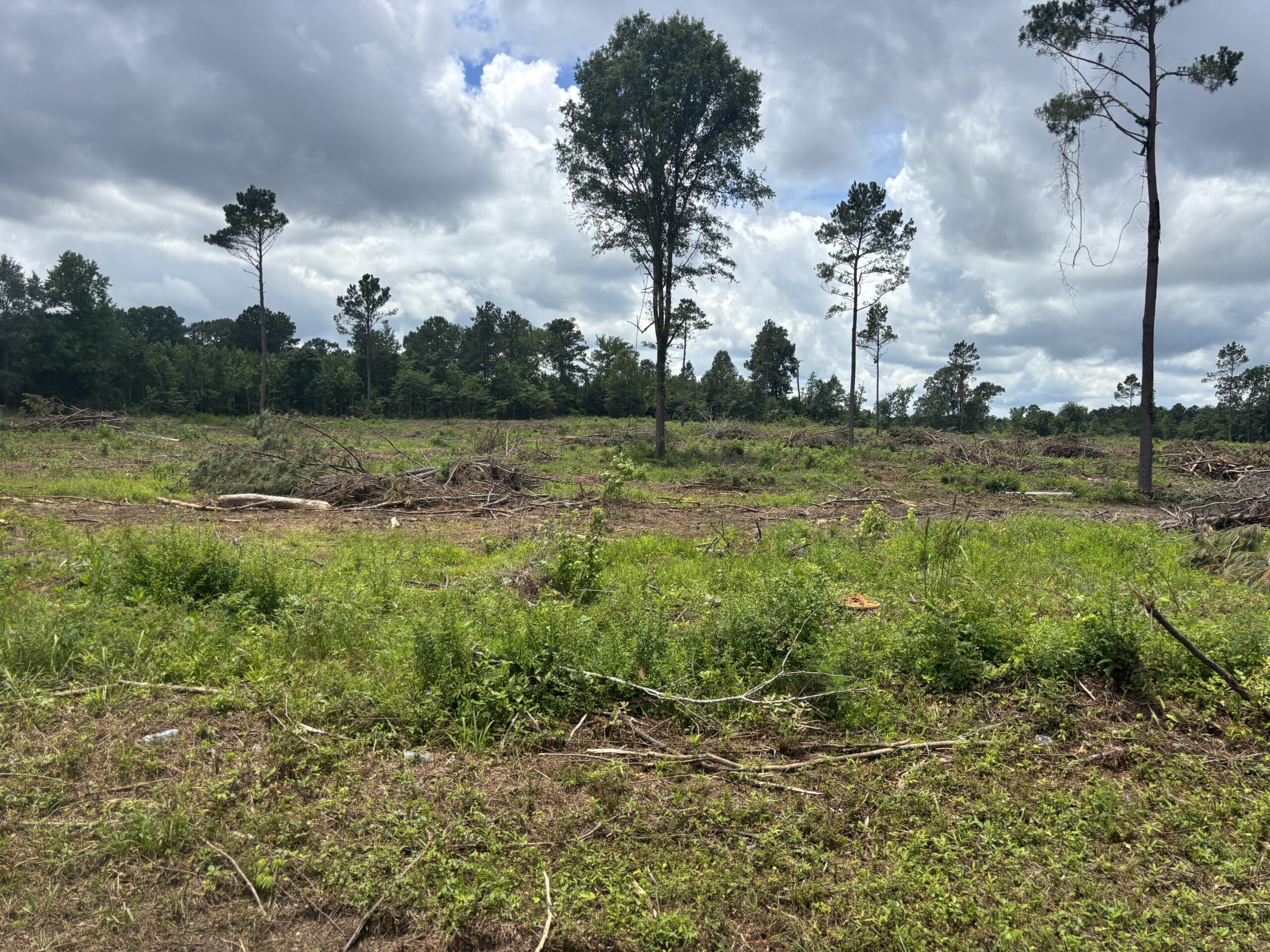 ±31.2 Acres Of East Texas Timberland/Homesite