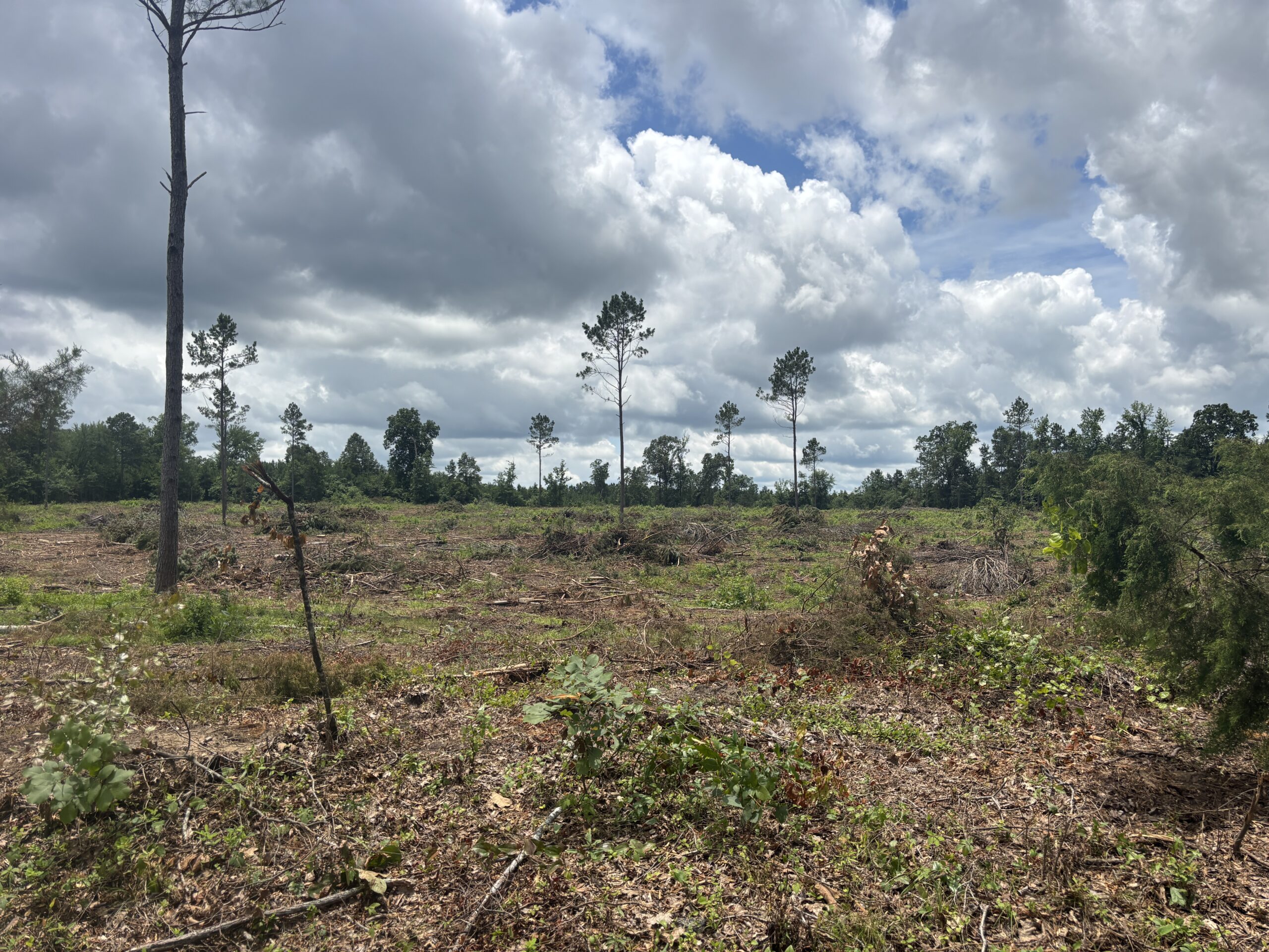 ±31.2 Acres Of East Texas Timberland/Homesite
