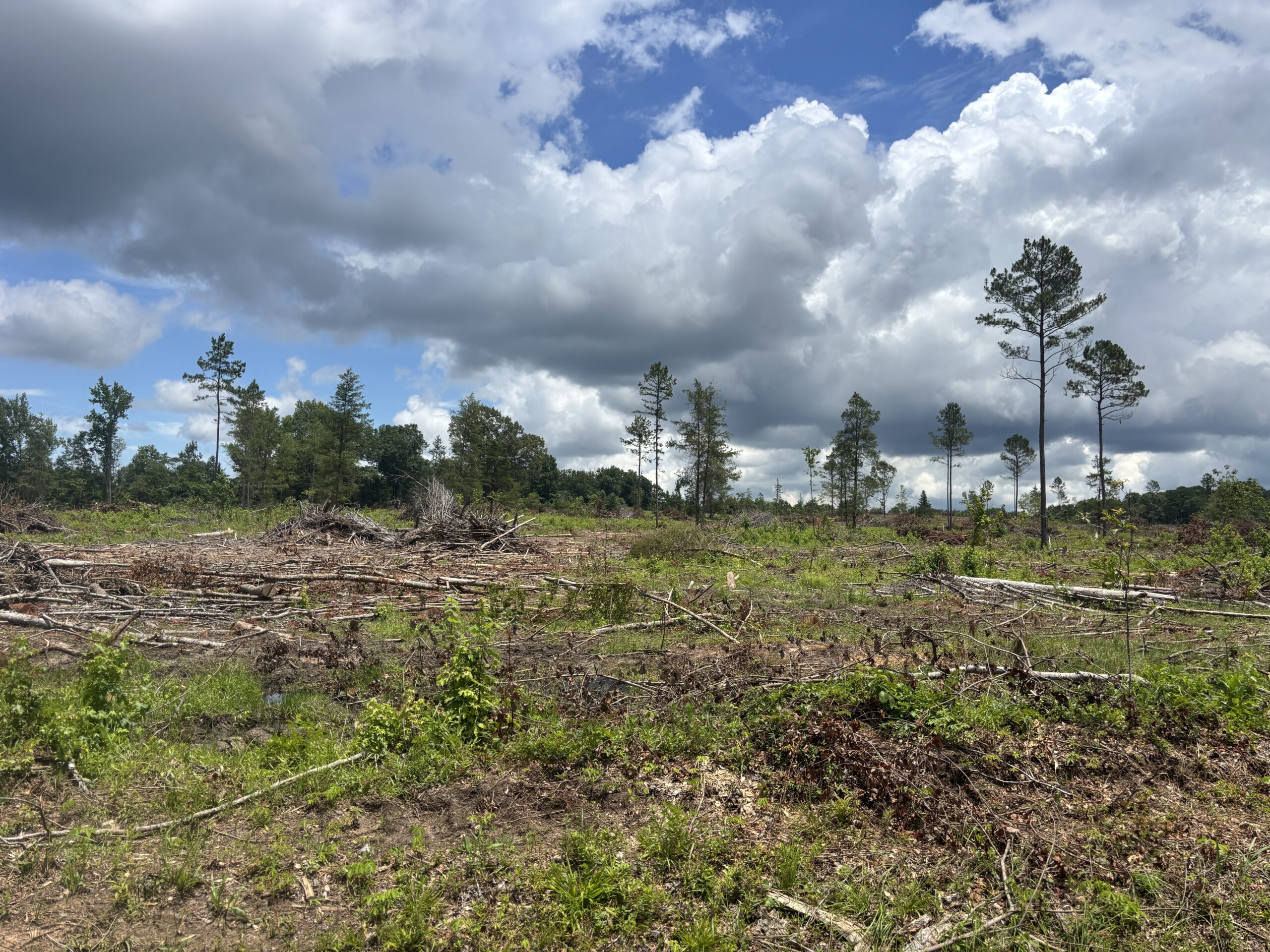 ±31.2 Acres Of East Texas Timberland/Homesite