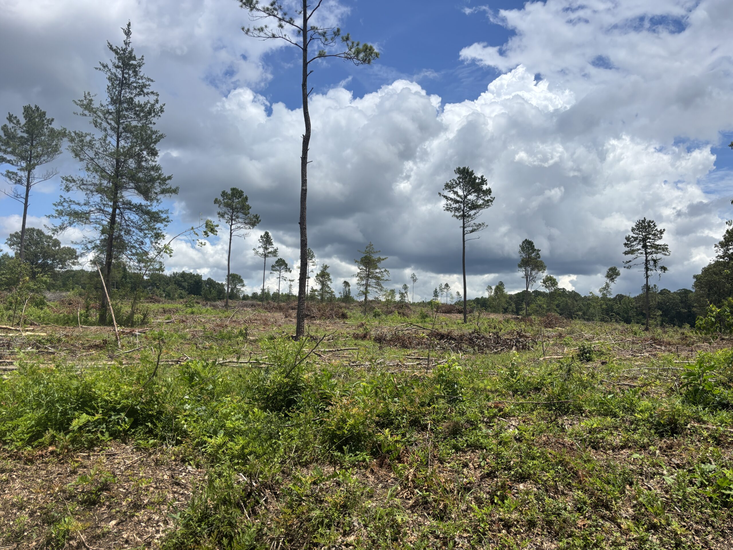 ±31.2 Acres Of East Texas Timberland/Homesite