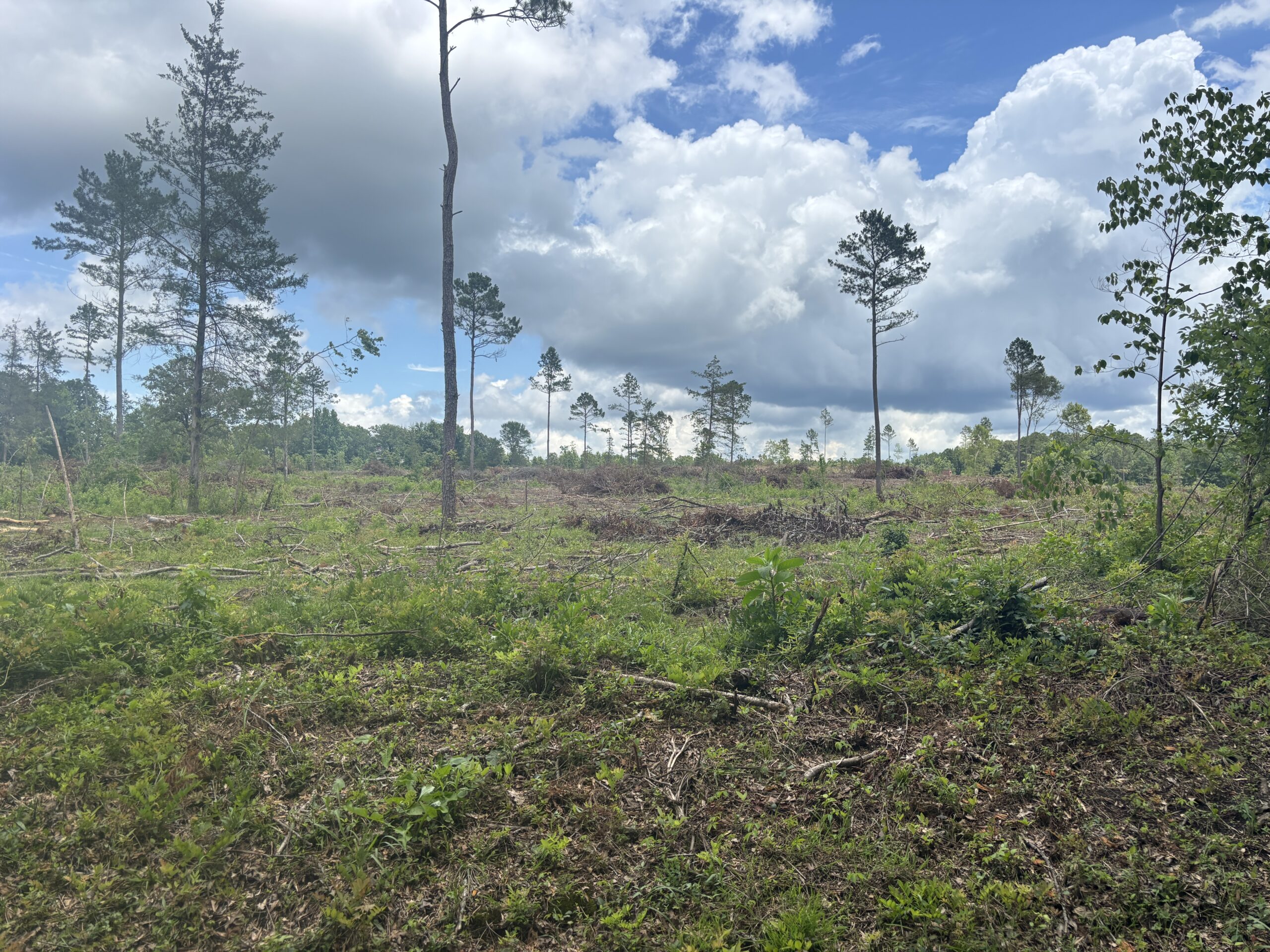 ±31.2 Acres Of East Texas Timberland/Homesite