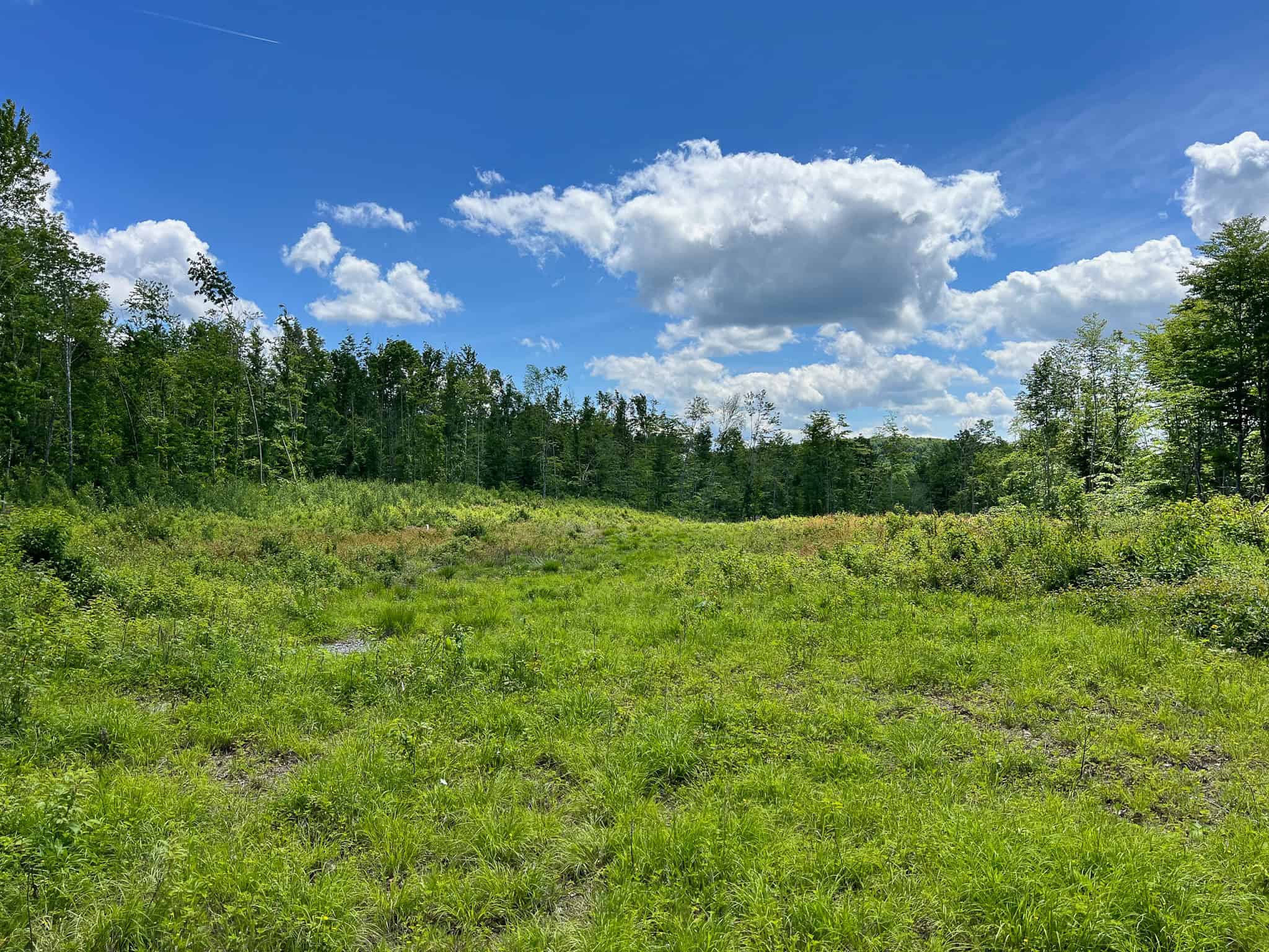 Affordable Maine Timberland Lot