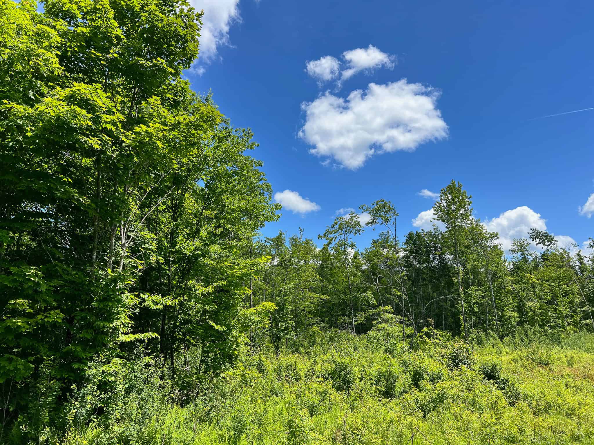 Affordable Maine Timberland Lot