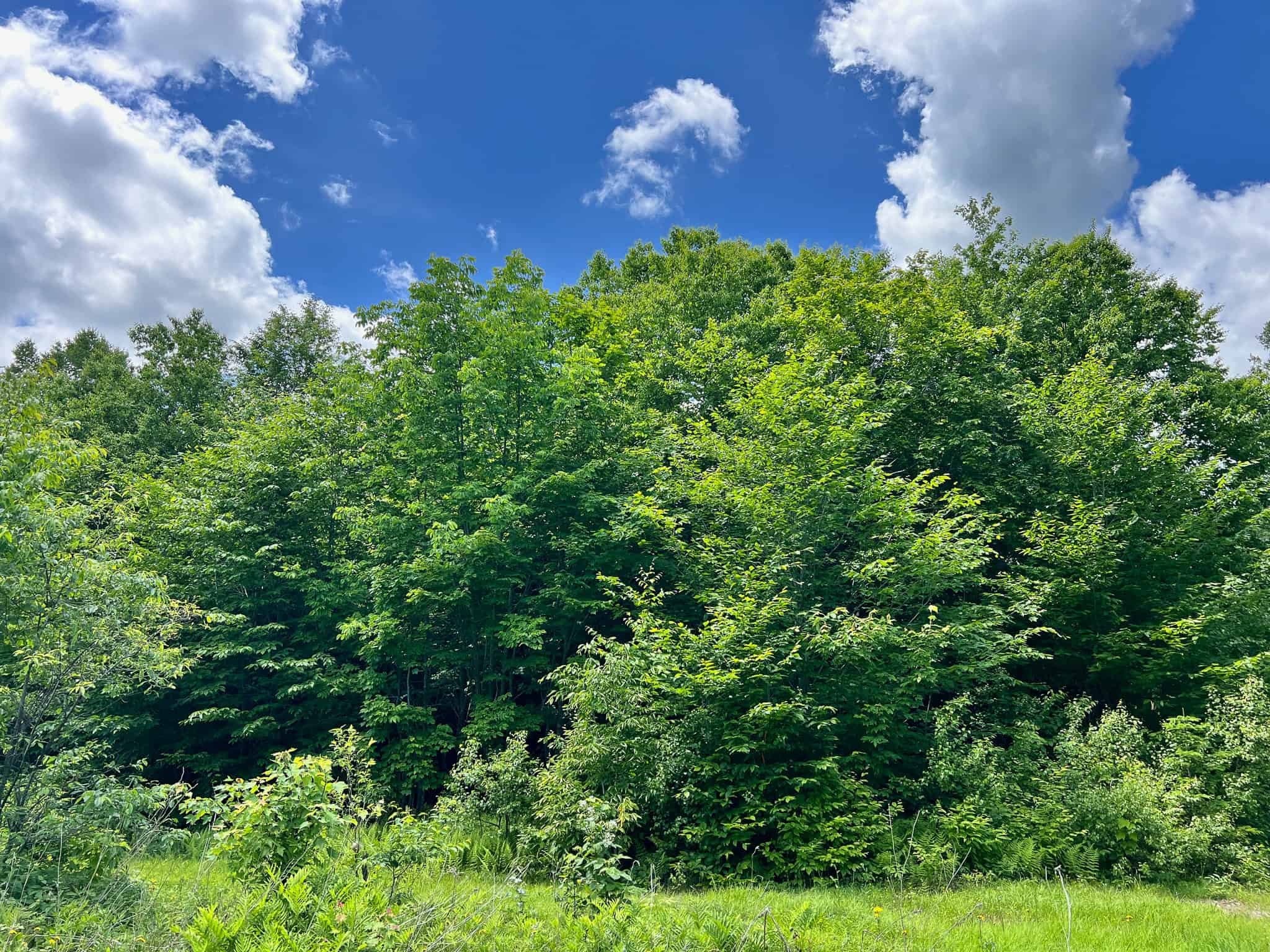 Affordable Maine Timberland Lot