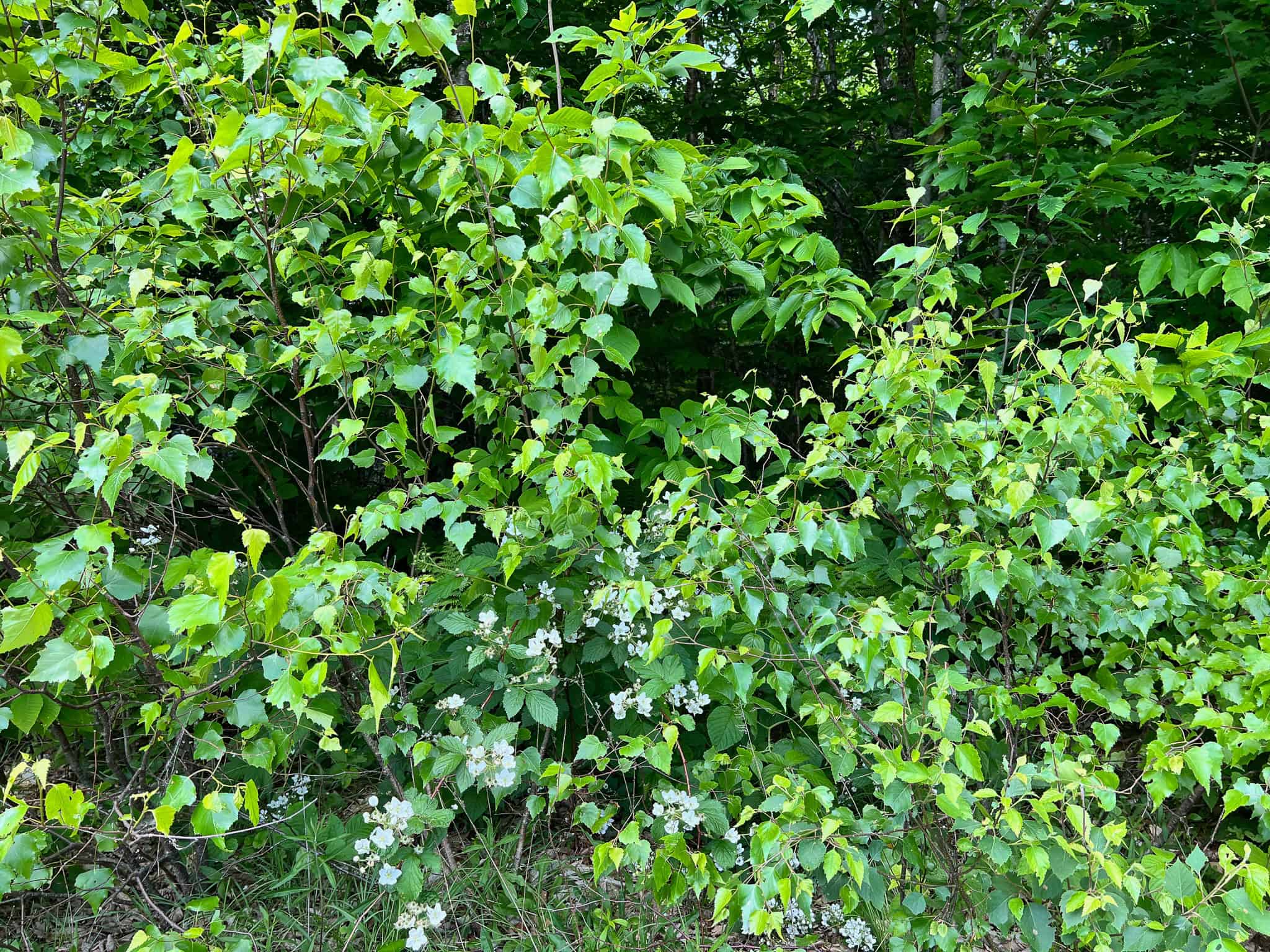 Affordable Maine Timberland Lot