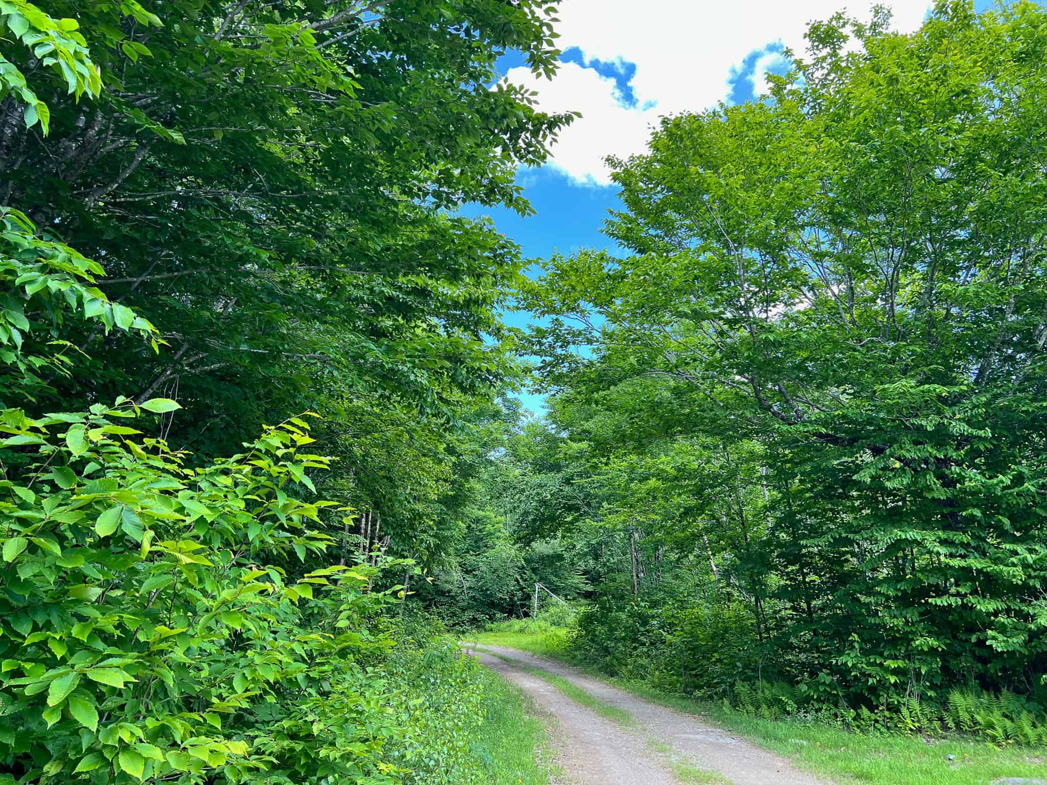 Affordable Maine Timberland Lot