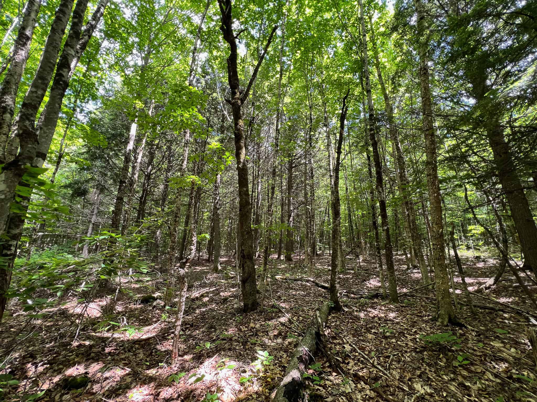 Affordable Maine Timberland Lot