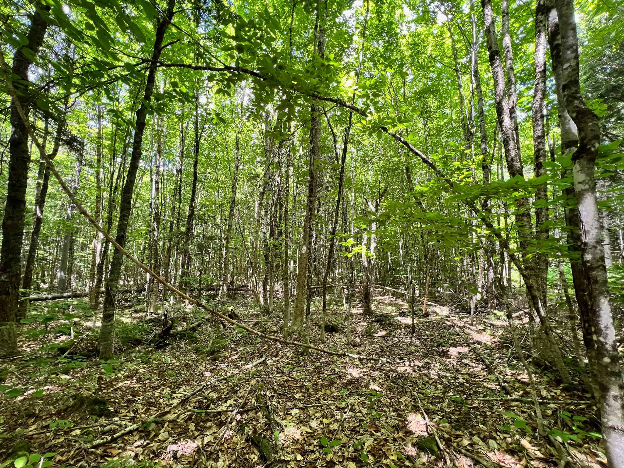 Affordable Maine Timberland Lot