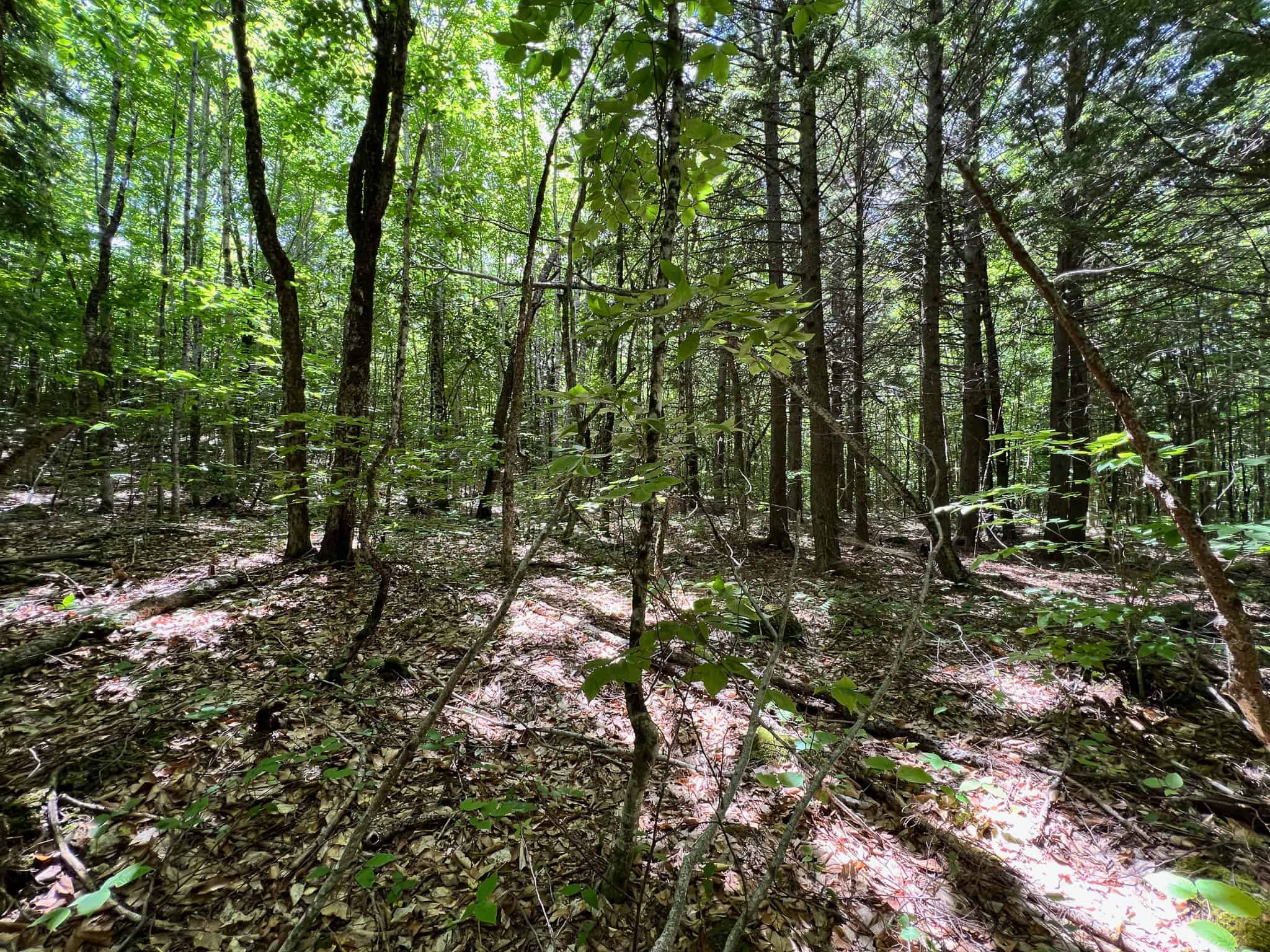 Affordable Maine Timberland Lot