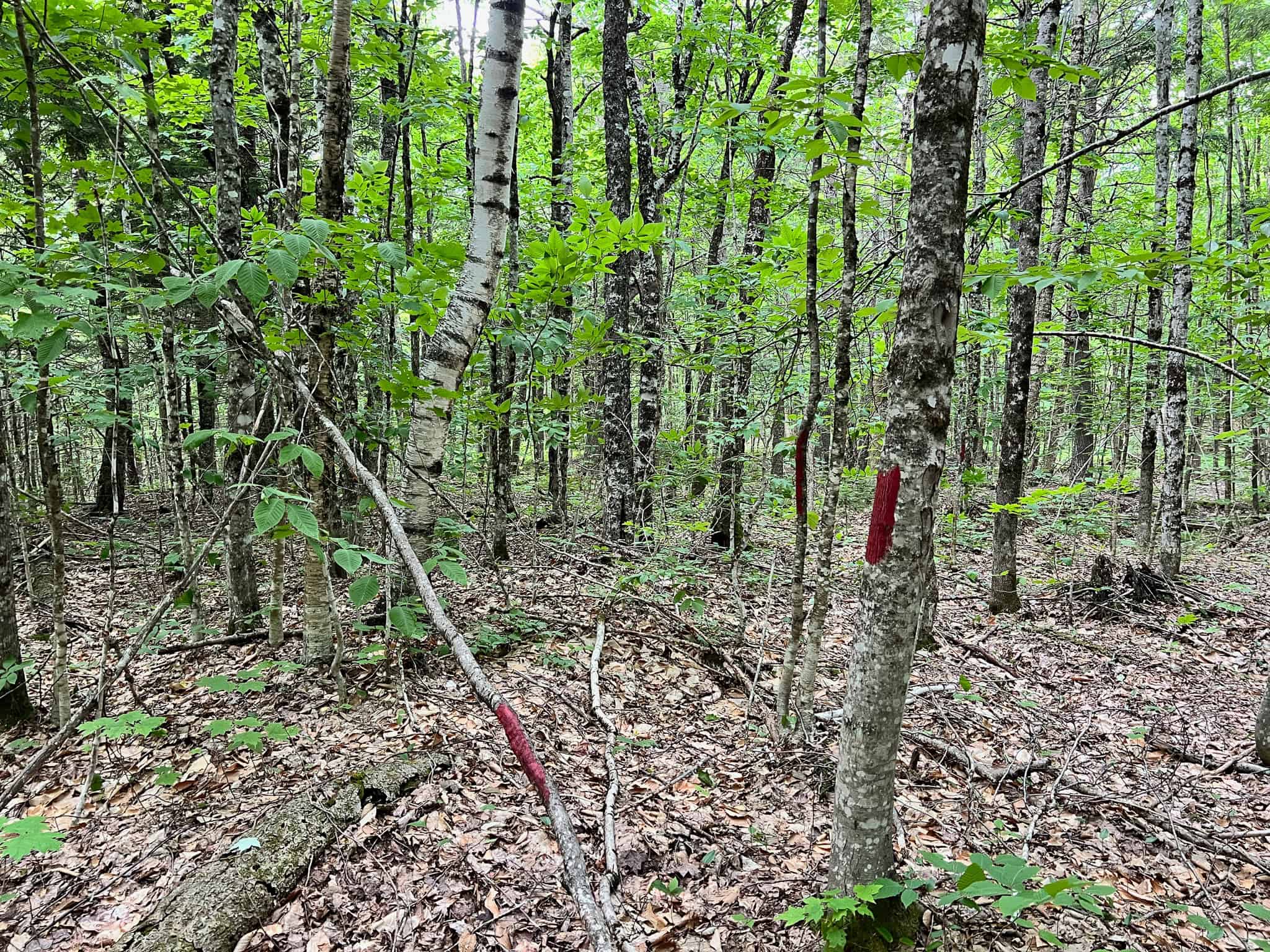 Affordable Maine Timberland Lot