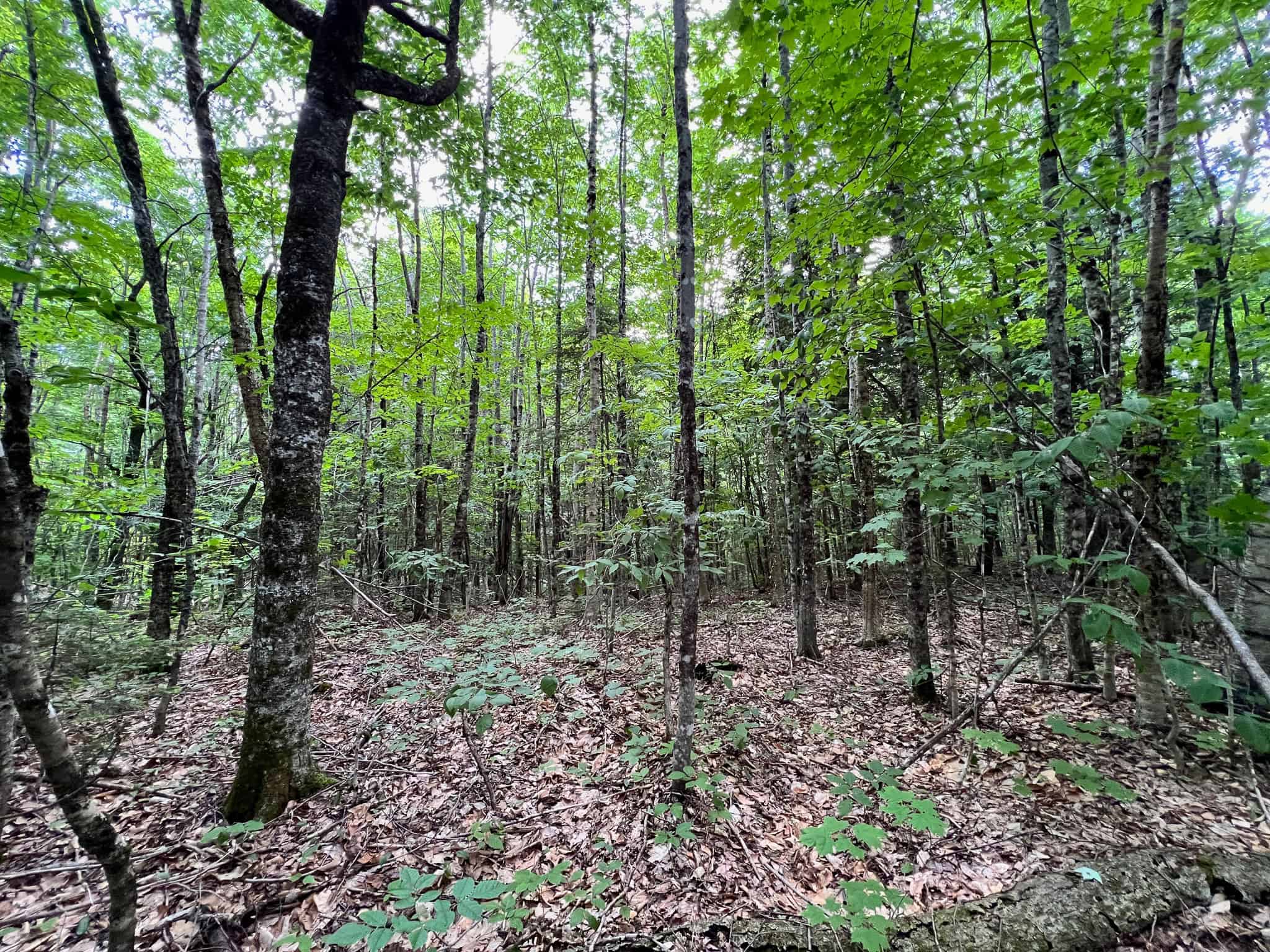 Affordable Maine Timberland Lot