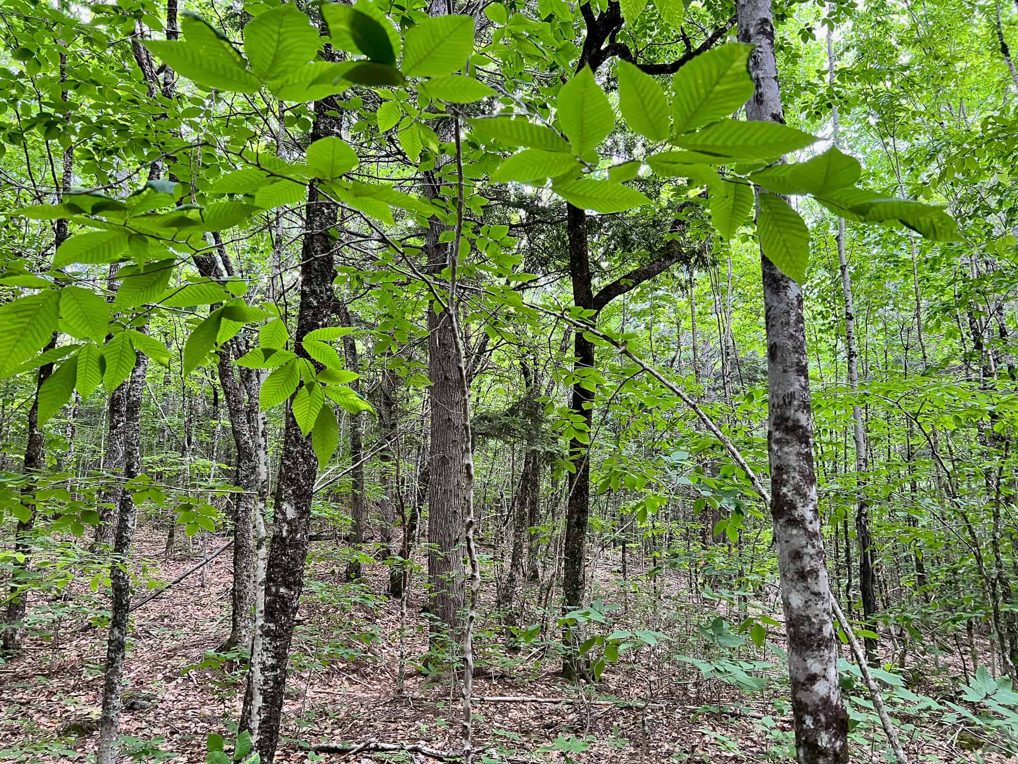 Affordable Maine Timberland Lot