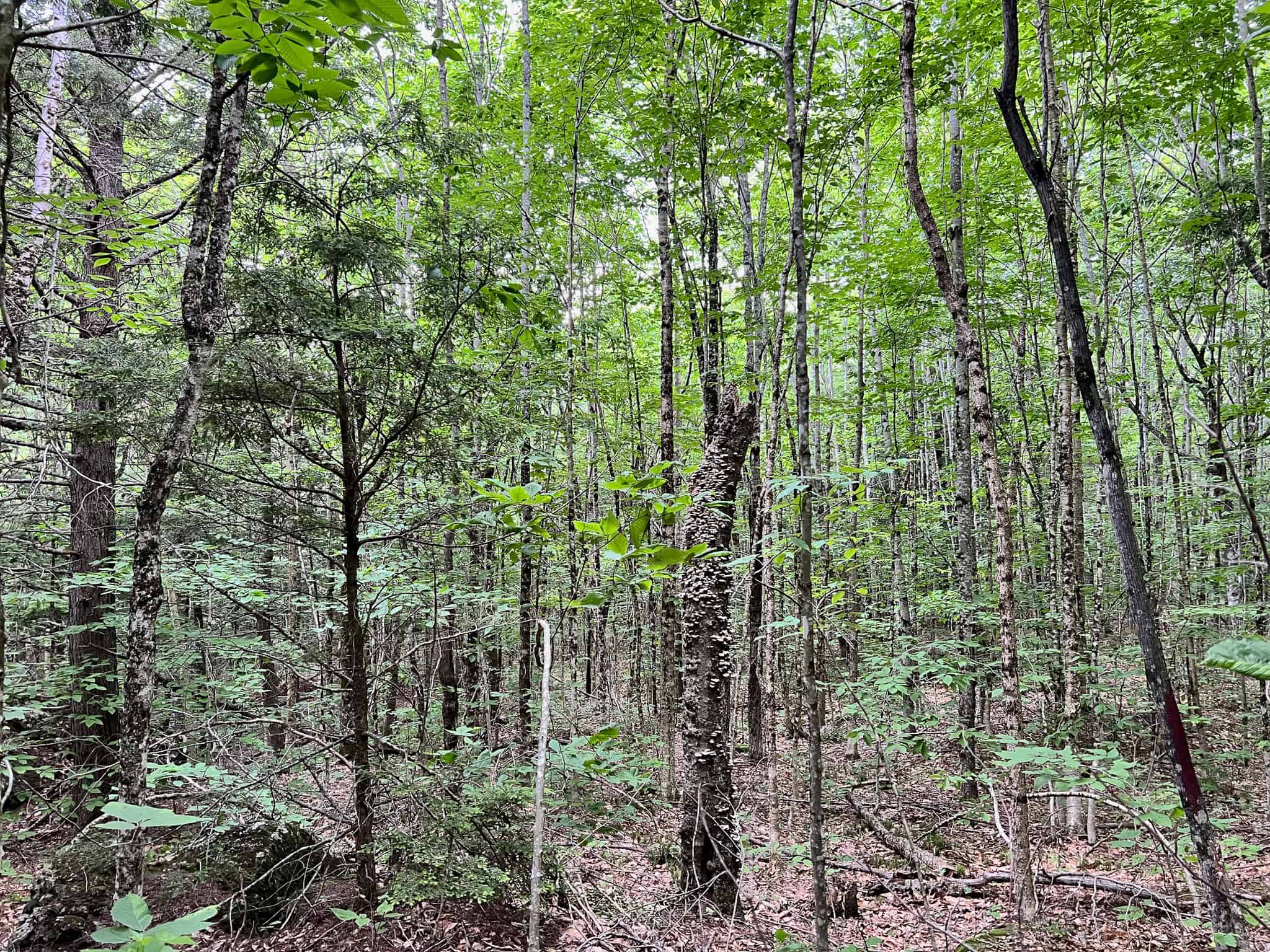 Affordable Maine Timberland Lot