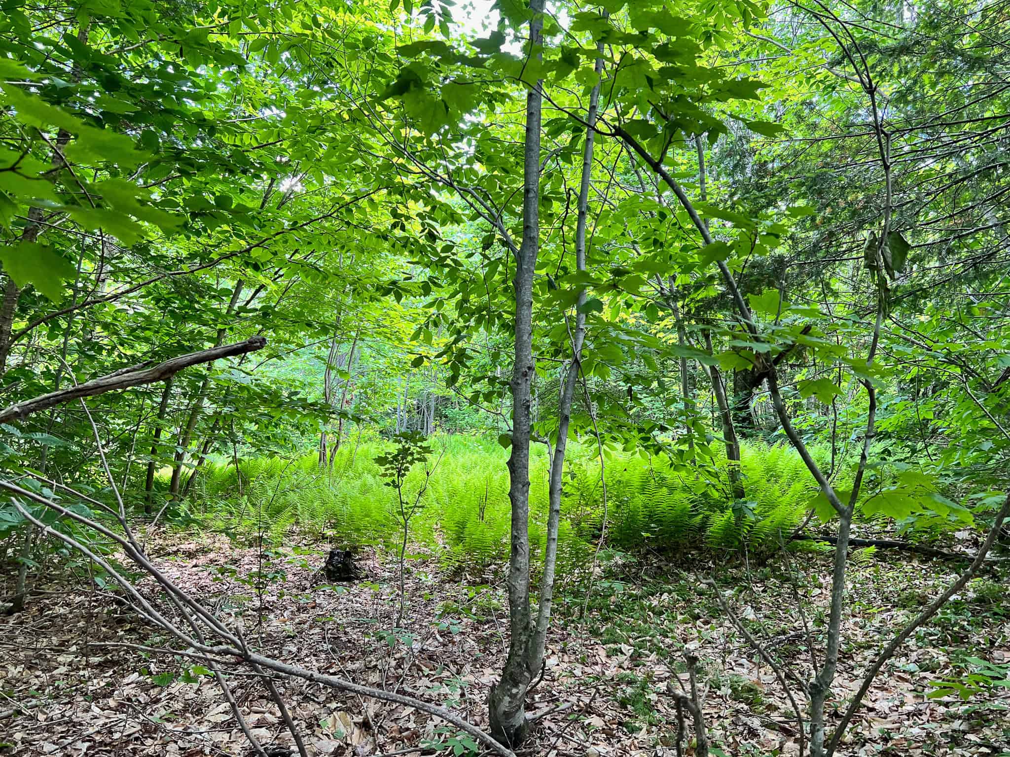 Affordable Maine Timberland Lot