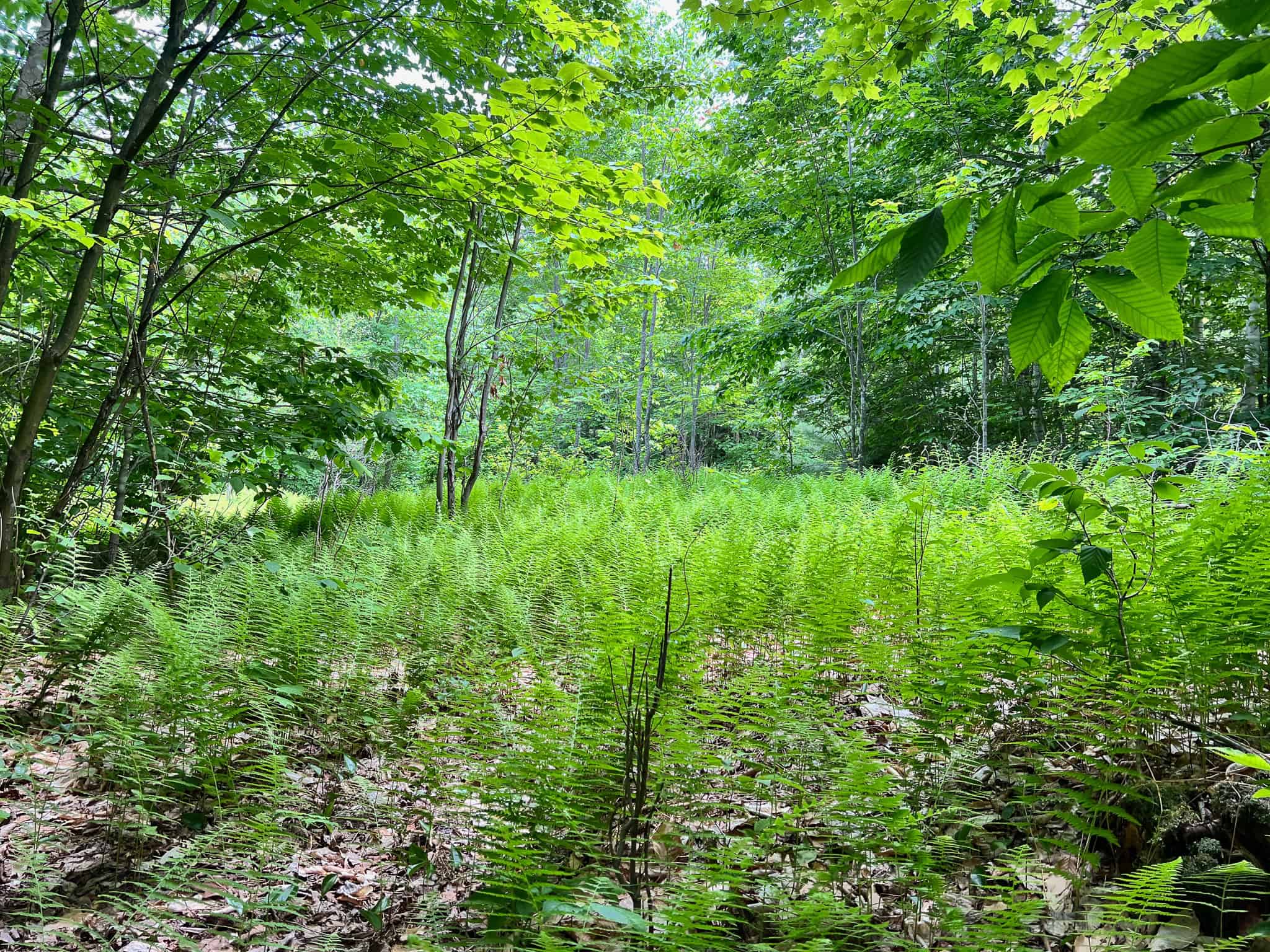 Affordable Maine Timberland Lot