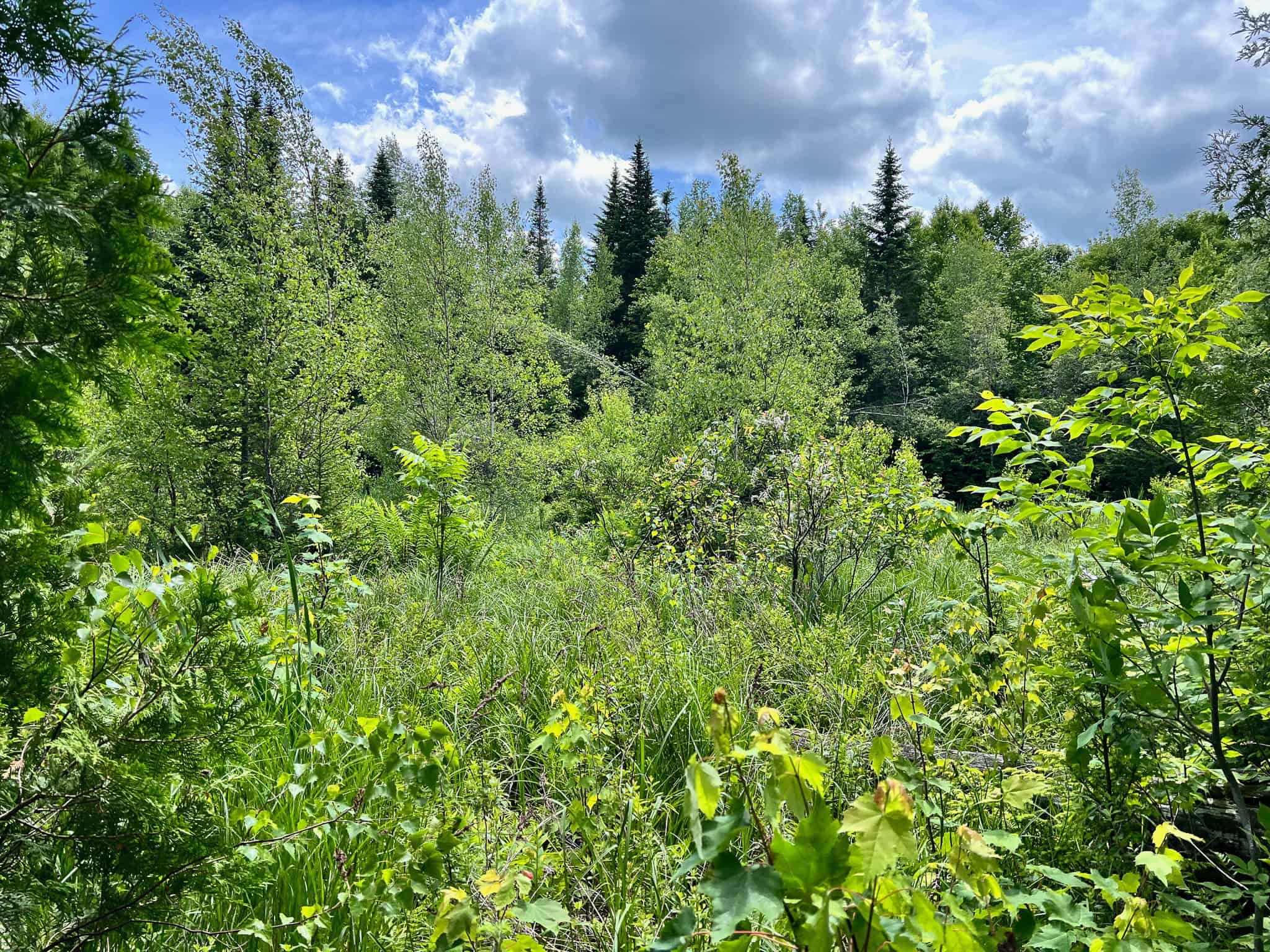 Affordable Maine Timberland Lot