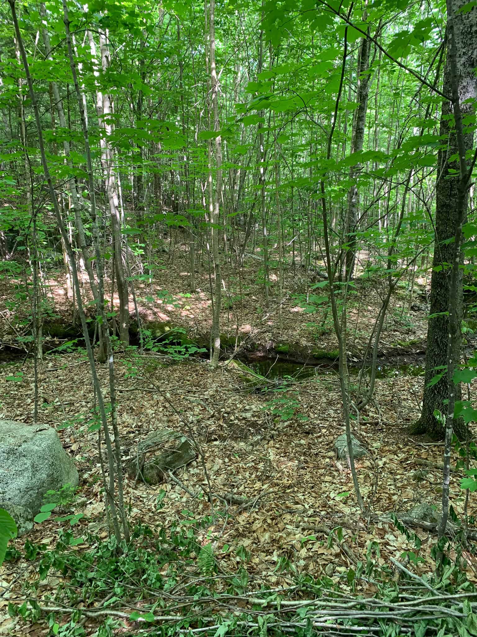 50 Acre Private Oasis