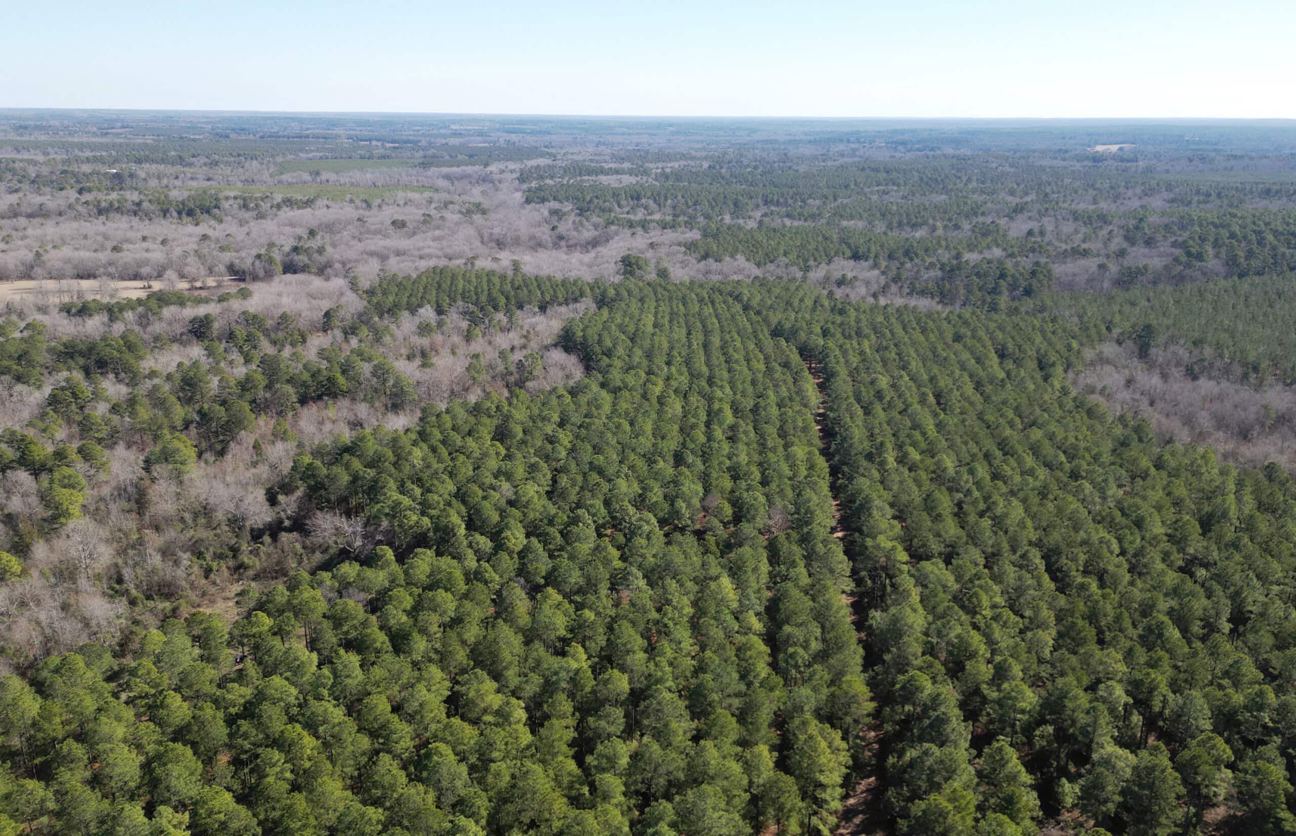 546.23 Acres Of Cass County Hunting/Timber/Recreational Land
