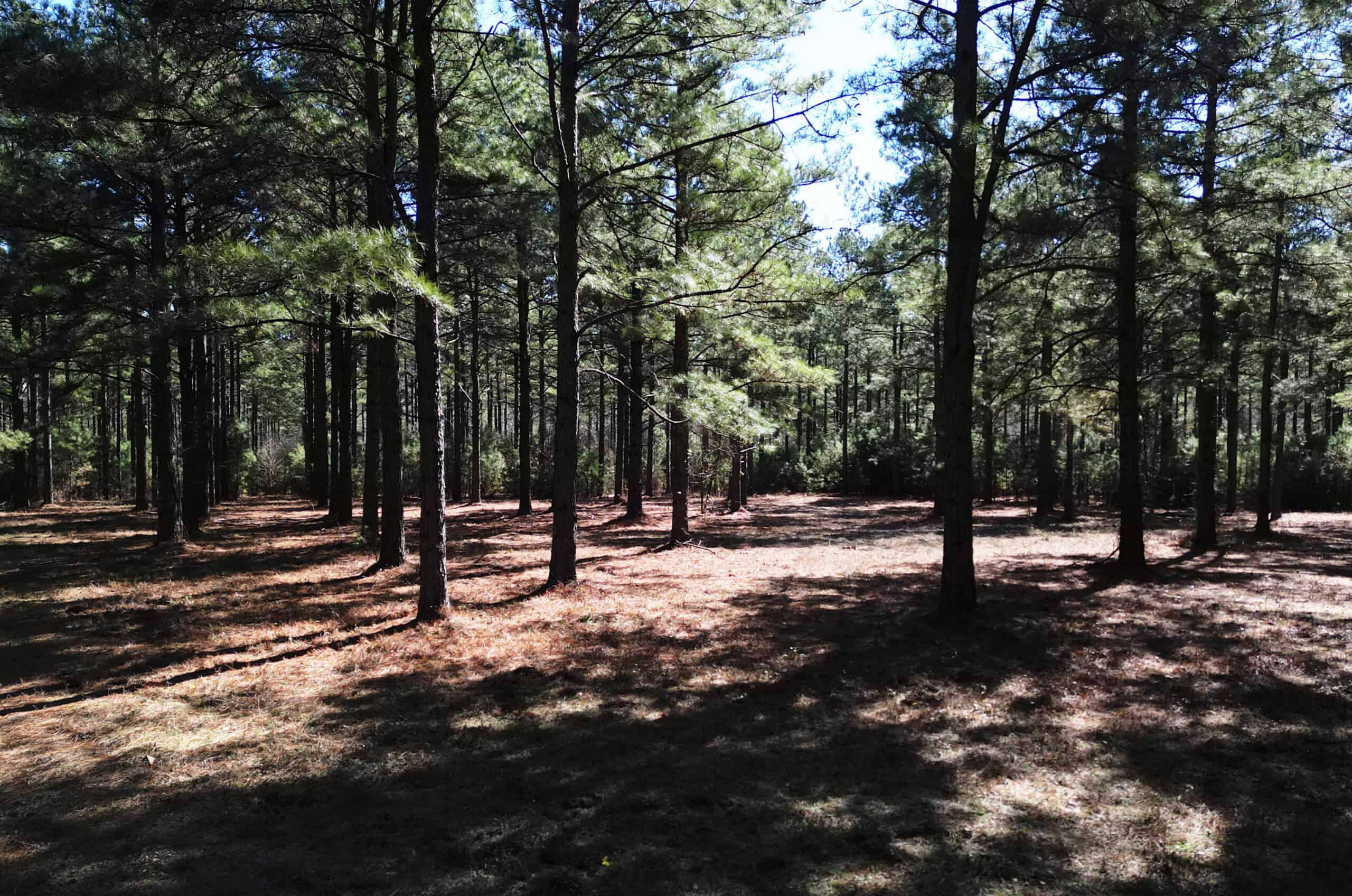 546.23 Acres Of Cass County Hunting/Timber/Recreational Land