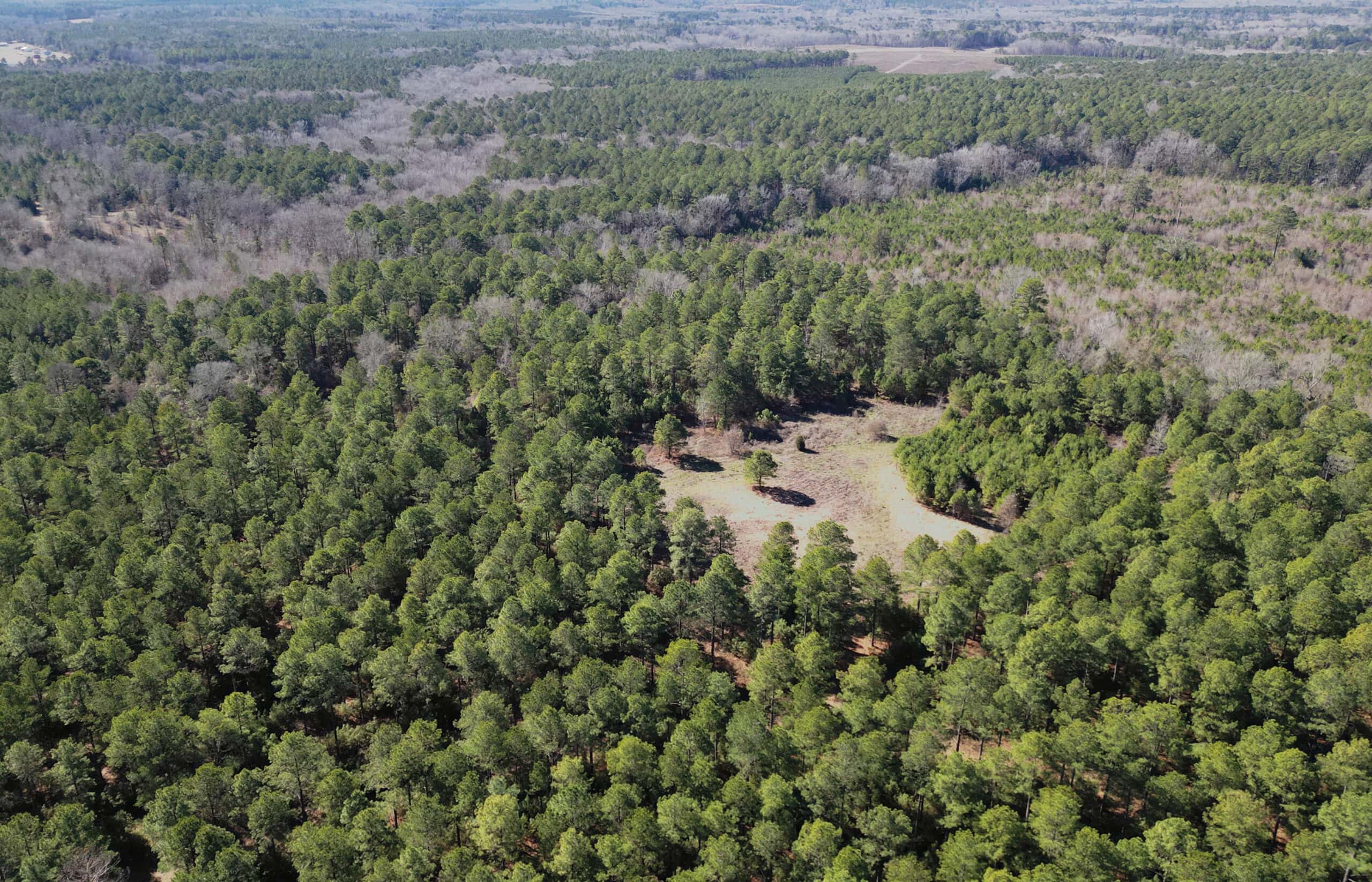 546.23 Acres Of Cass County Hunting/Timber/Recreational Land