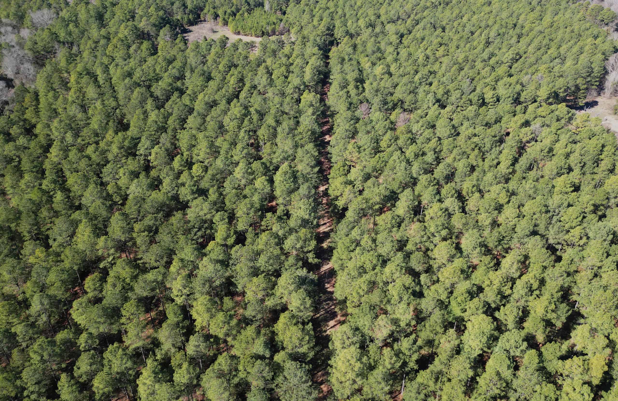 546.23 Acres Of Cass County Hunting/Timber/Recreational Land