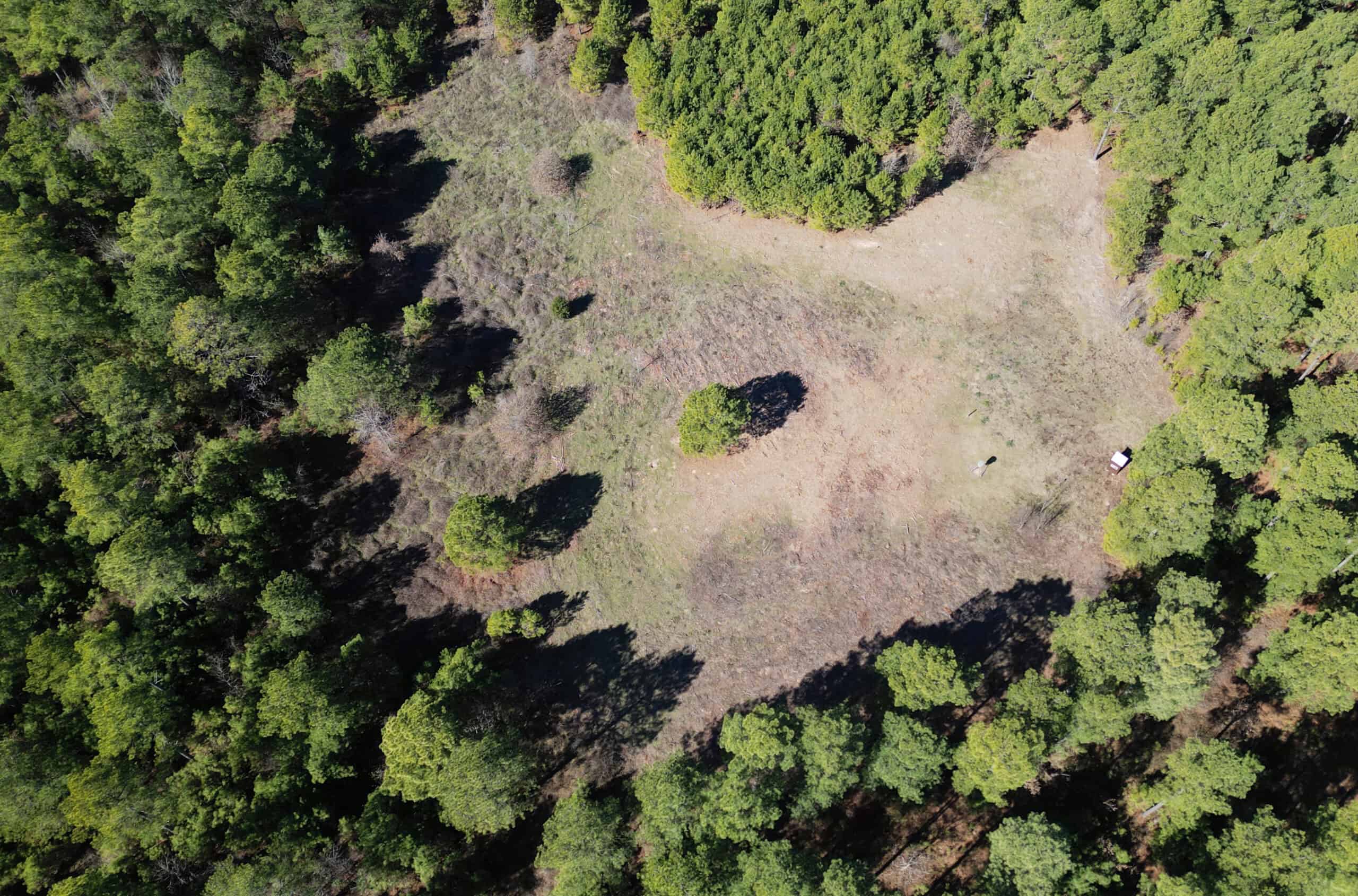 546.23 Acres Of Cass County Hunting/Timber/Recreational Land