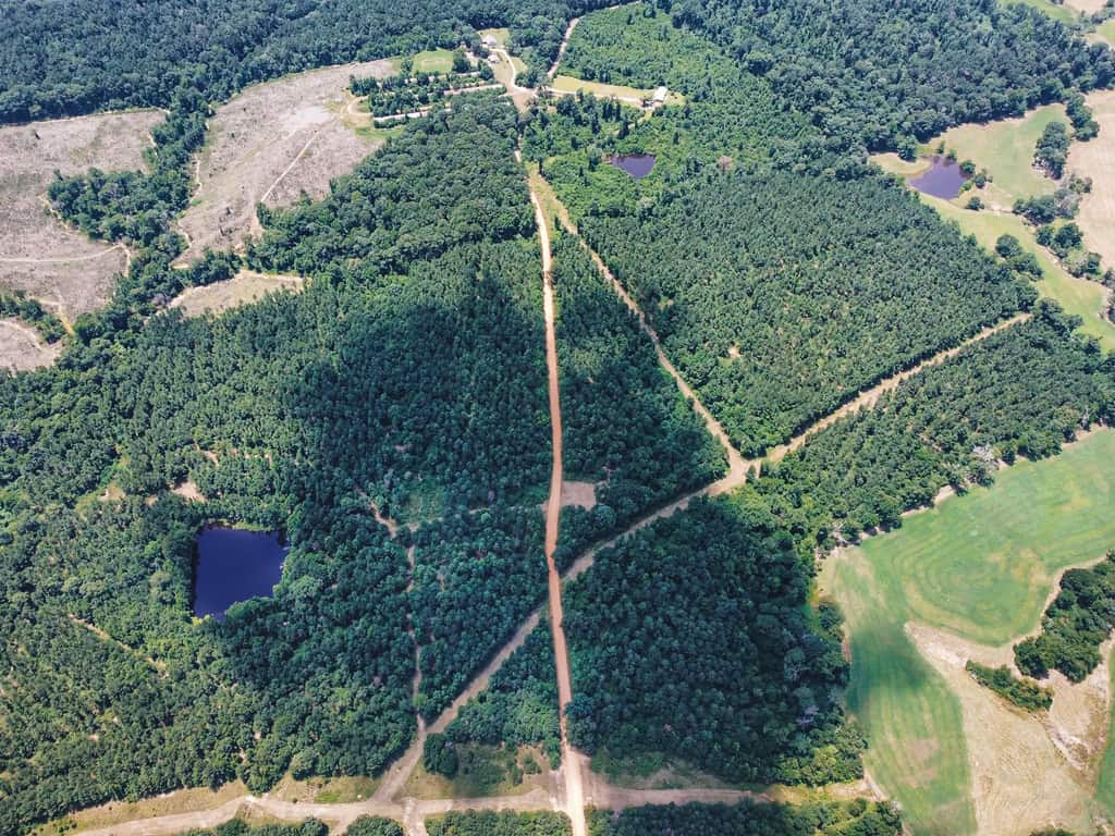Downsville 135 – Union Parish Timberland for Sale