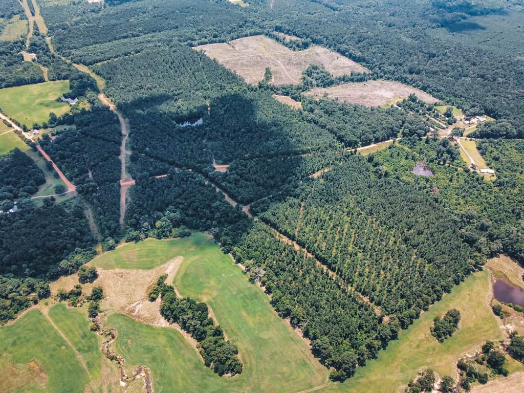 Downsville 135 – Union Parish Timberland for Sale
