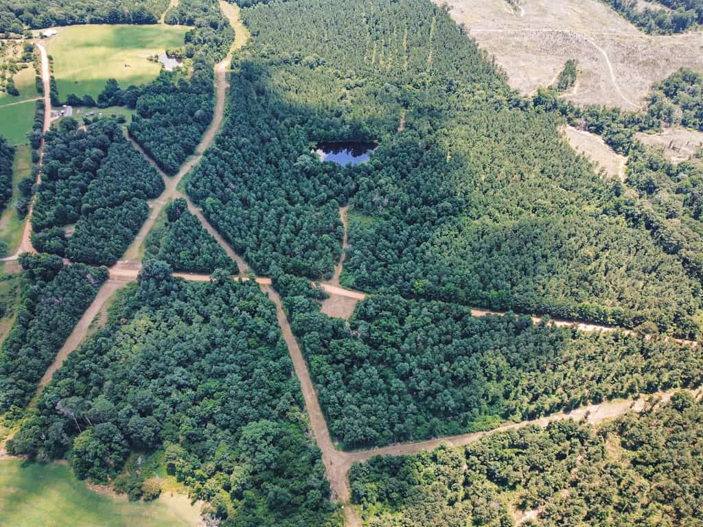 Downsville 135 – Union Parish Timberland for Sale