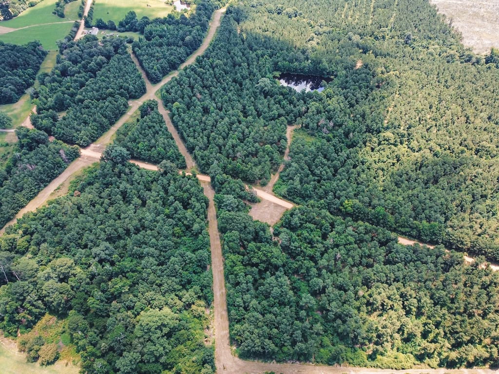 Downsville 135 – Union Parish Timberland for Sale