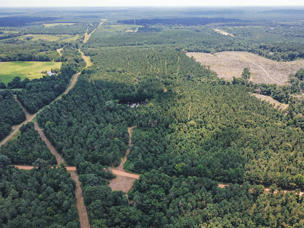 Downsville 135 – Union Parish Timberland for Sale