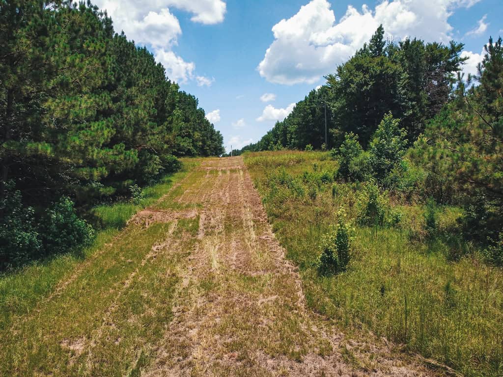 Downsville 135 – Union Parish Timberland for Sale