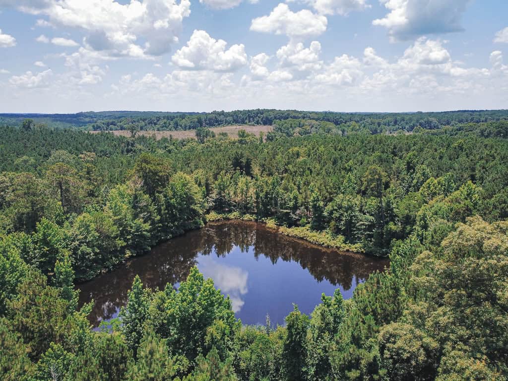 Downsville 135 – Union Parish Timberland for Sale