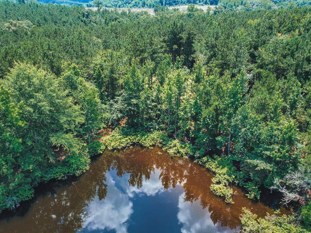Downsville 135 – Union Parish Timberland for Sale
